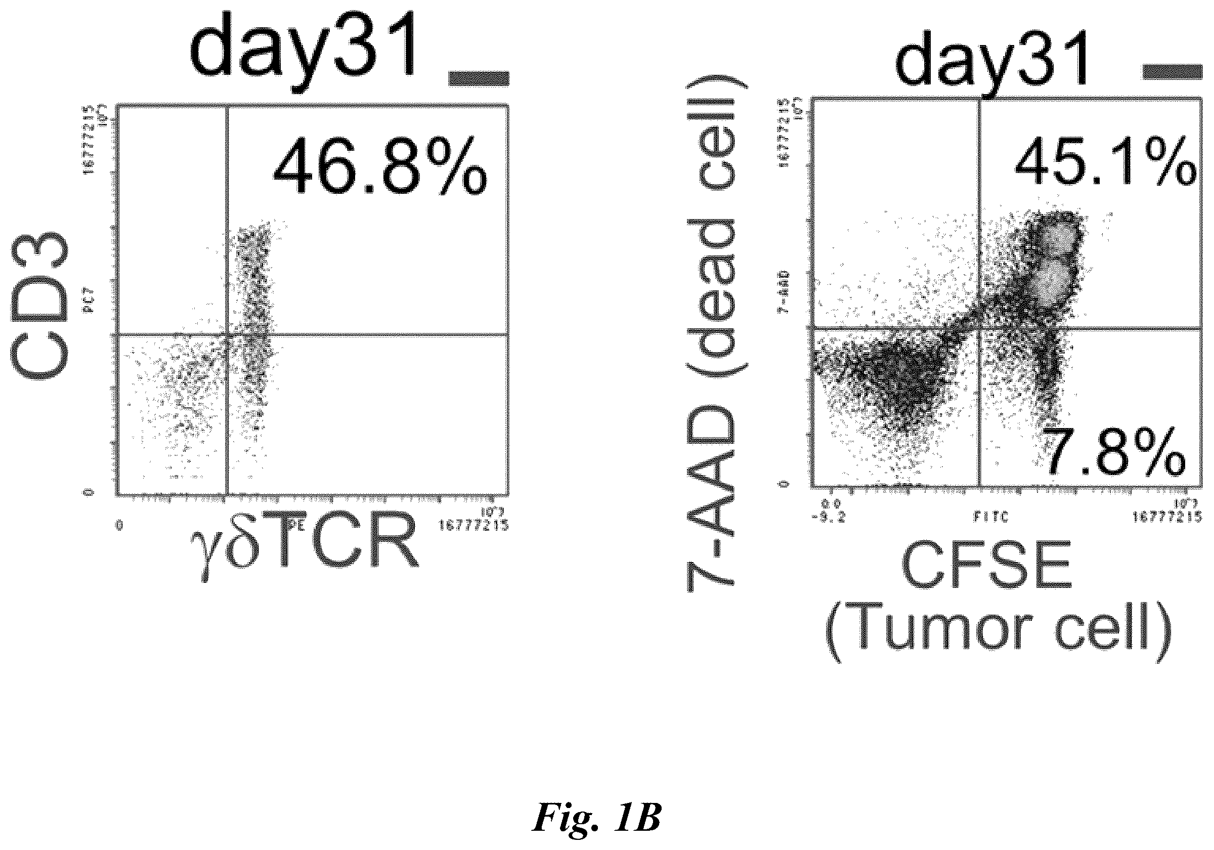 Patent US12576149 Figure 2 – Gamma delta T cells derived from induced pluripotent stem cells, and production method therefor