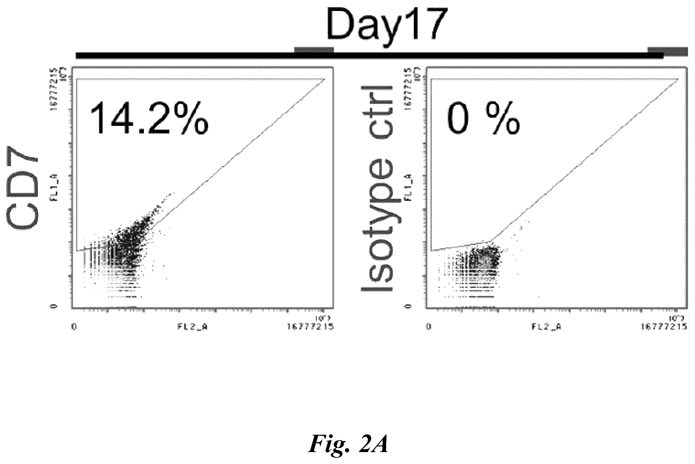 Patent US12576149 Figure 3 – Gamma delta T cells derived from induced pluripotent stem cells, and production method therefor