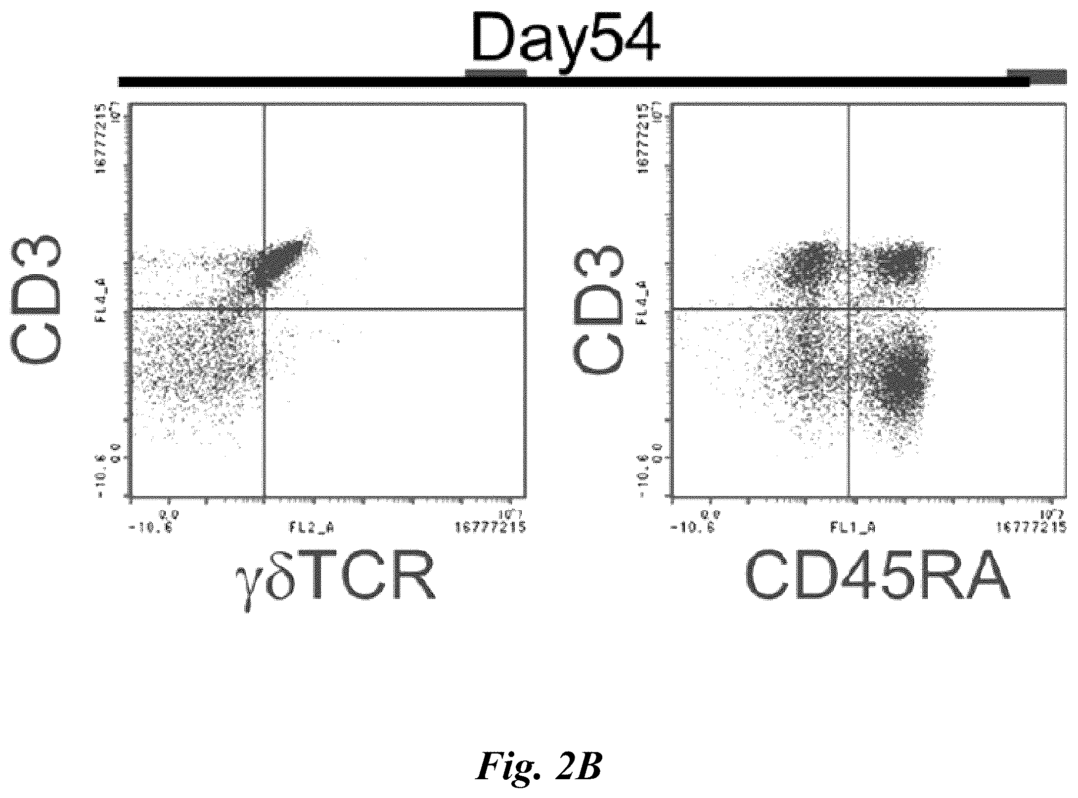 Patent US12576149 Figure 4 – Gamma delta T cells derived from induced pluripotent stem cells, and production method therefor
