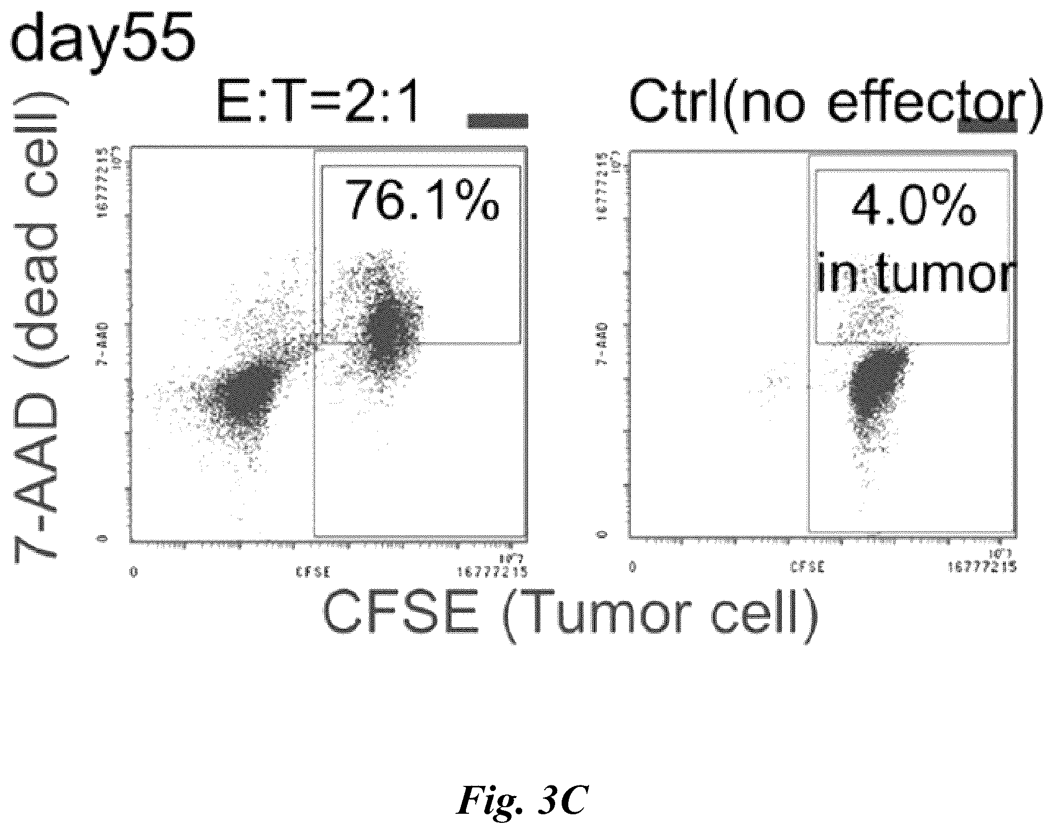 Patent US12576149 Figure 7 – Gamma delta T cells derived from induced pluripotent stem cells, and production method therefor