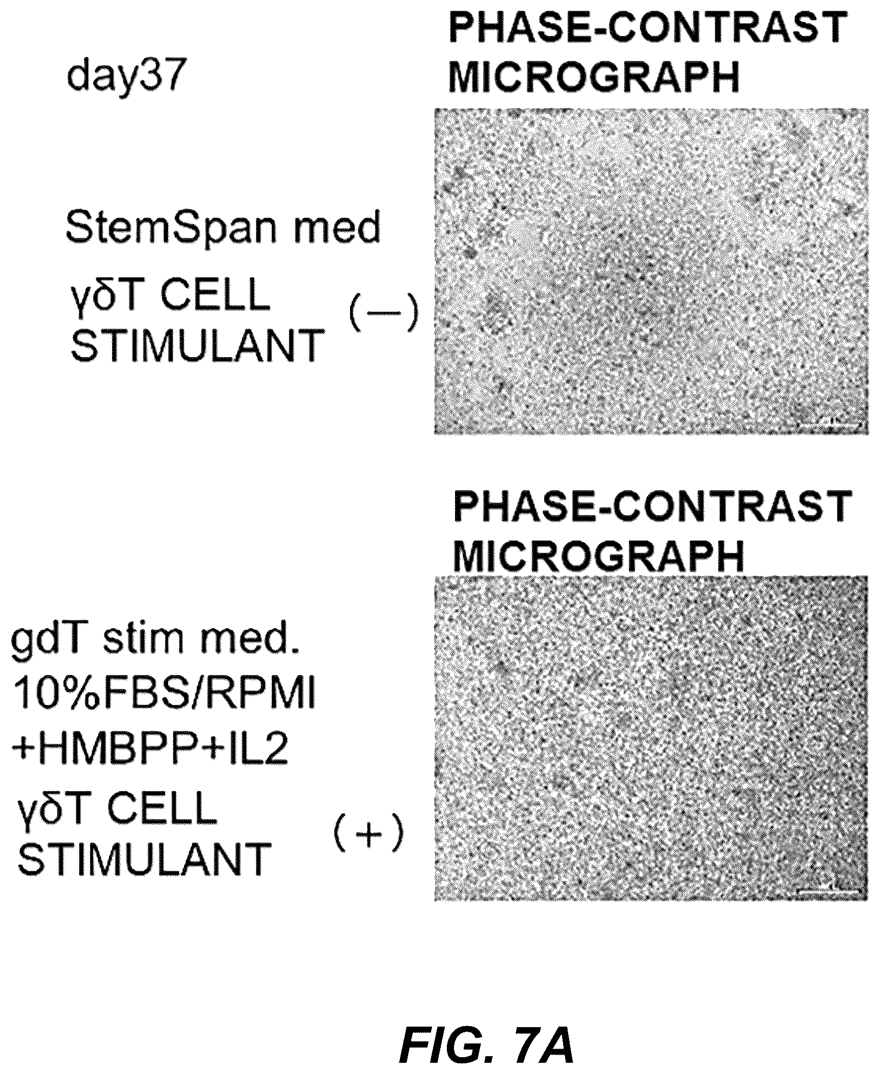 Patent US12576149 Figure 11 – Gamma delta T cells derived from induced pluripotent stem cells, and production method therefor