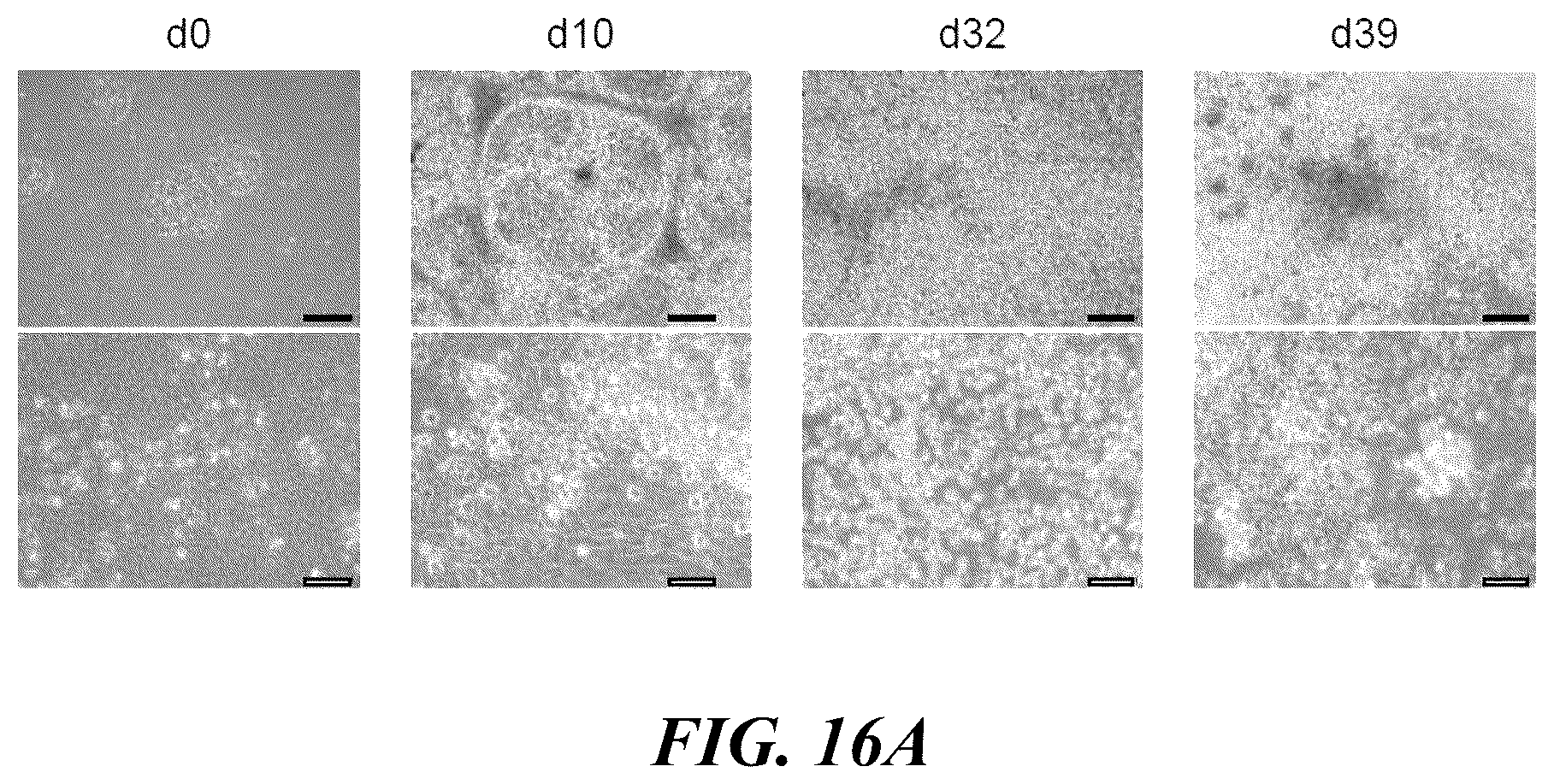 Patent US12576149 Figure 20 – Gamma delta T cells derived from induced pluripotent stem cells, and production method therefor