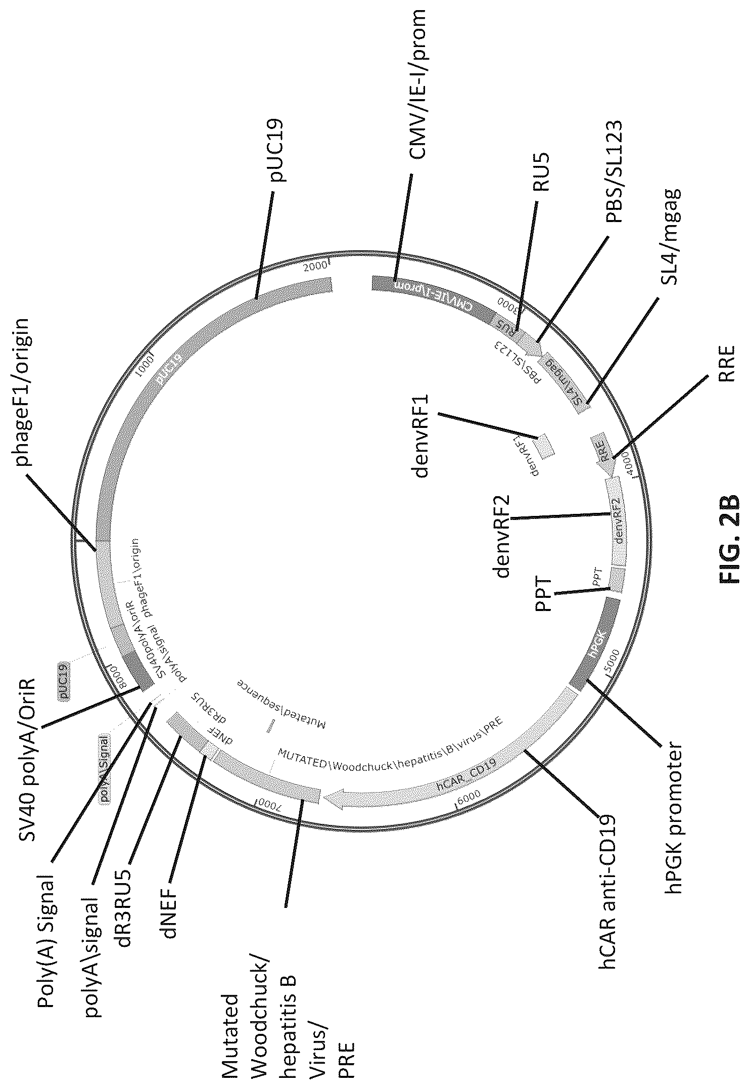 Patent US12576150 Figure 3 – CD4+ T cells expressing IL-10 and chimeric antigen receptors and uses thereof