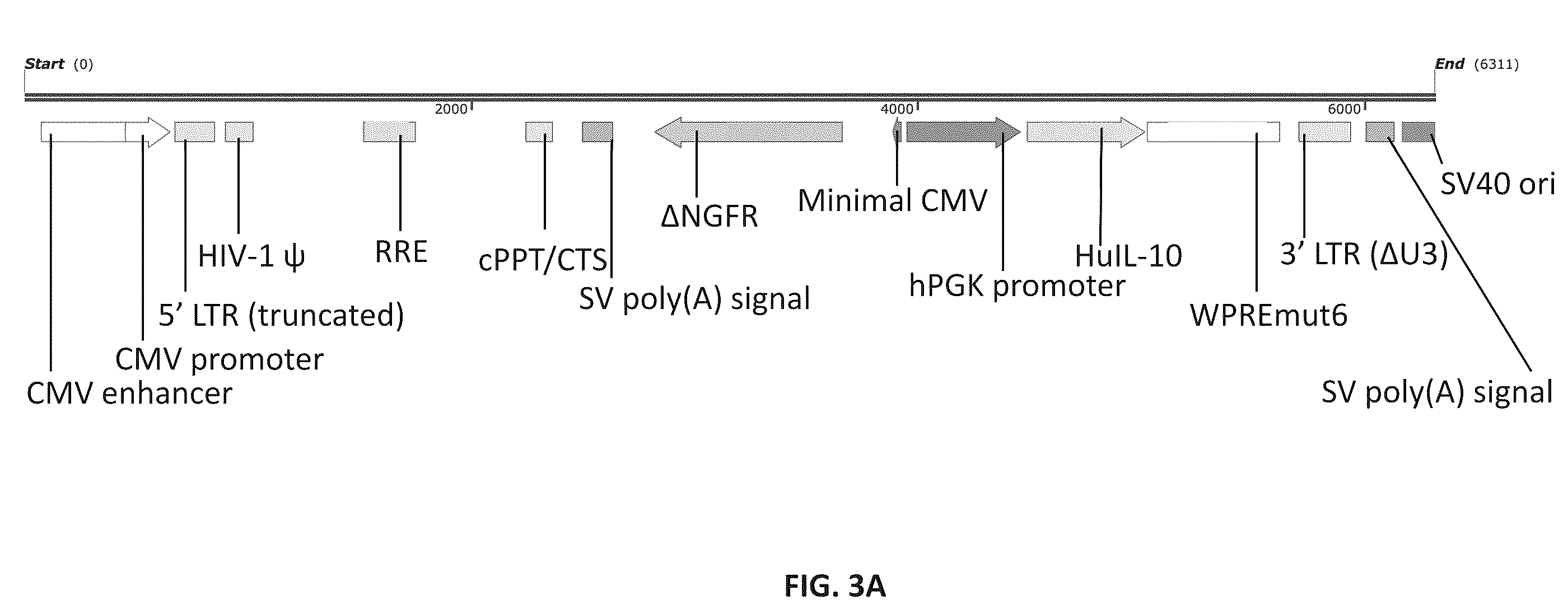 Patent US12576150 Figure 4 – CD4+ T cells expressing IL-10 and chimeric antigen receptors and uses thereof