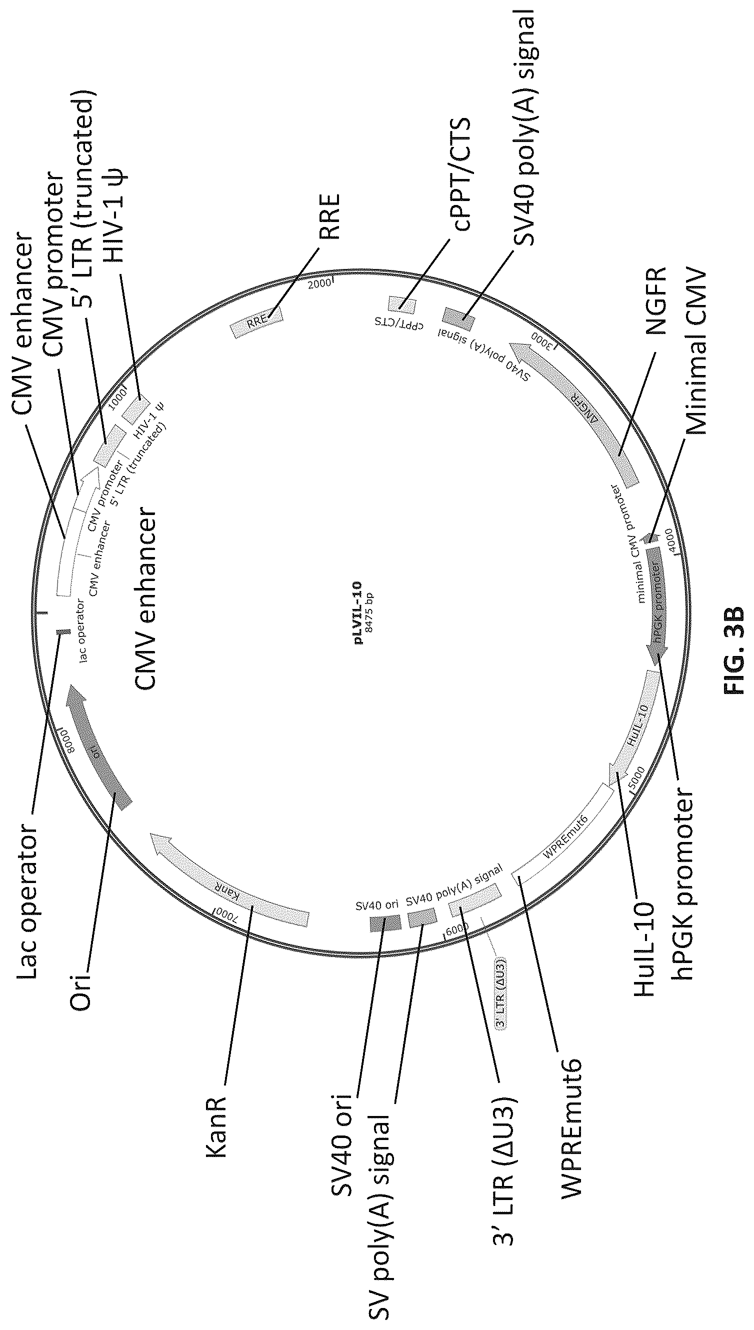 Patent US12576150 Figure 5 – CD4+ T cells expressing IL-10 and chimeric antigen receptors and uses thereof