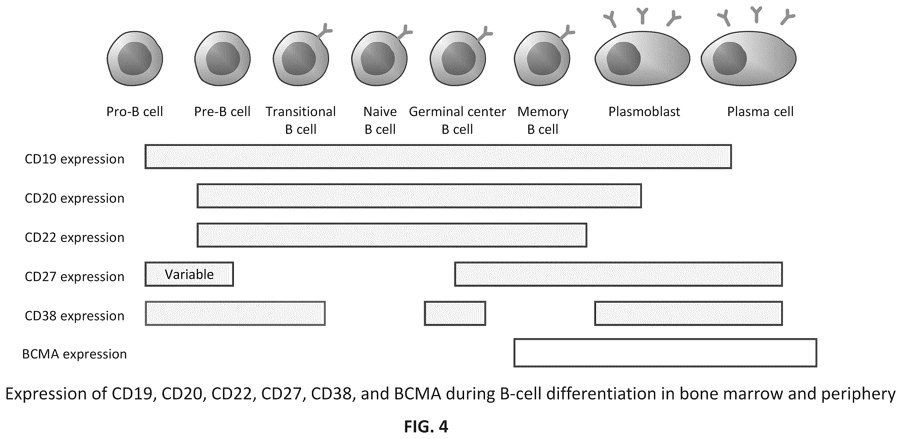 Patent US12576150 Figure 6 – CD4+ T cells expressing IL-10 and chimeric antigen receptors and uses thereof