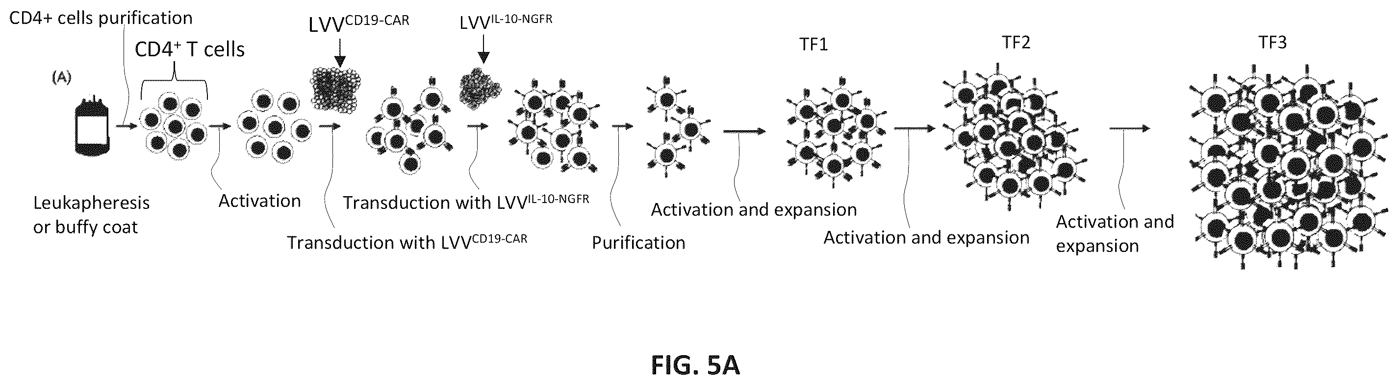 Patent US12576150 Figure 7 – CD4+ T cells expressing IL-10 and chimeric antigen receptors and uses thereof
