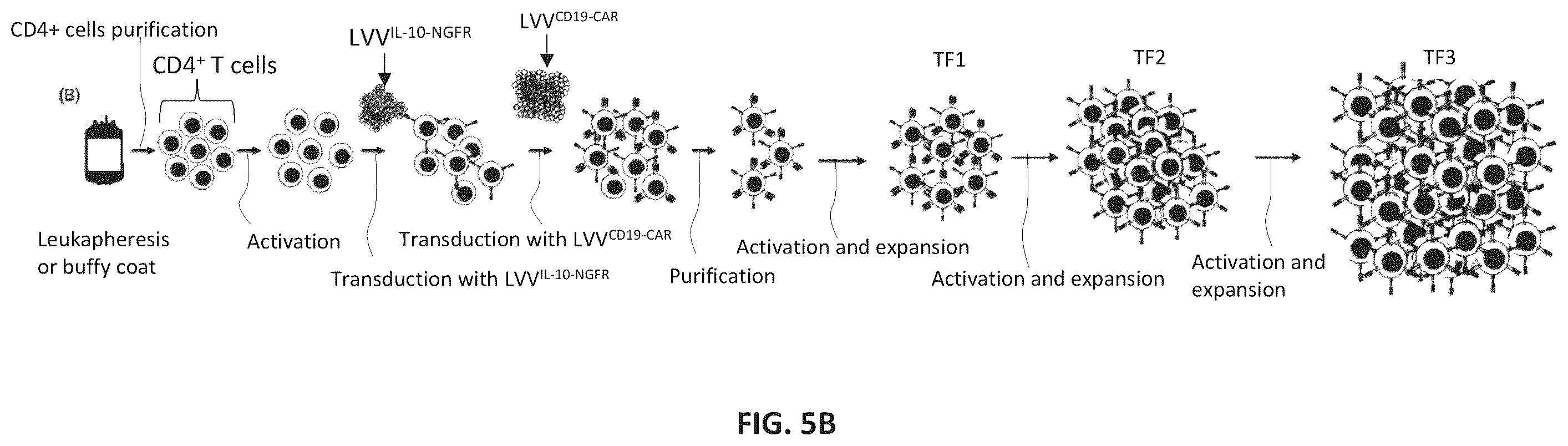 Patent US12576150 Figure 8 – CD4+ T cells expressing IL-10 and chimeric antigen receptors and uses thereof