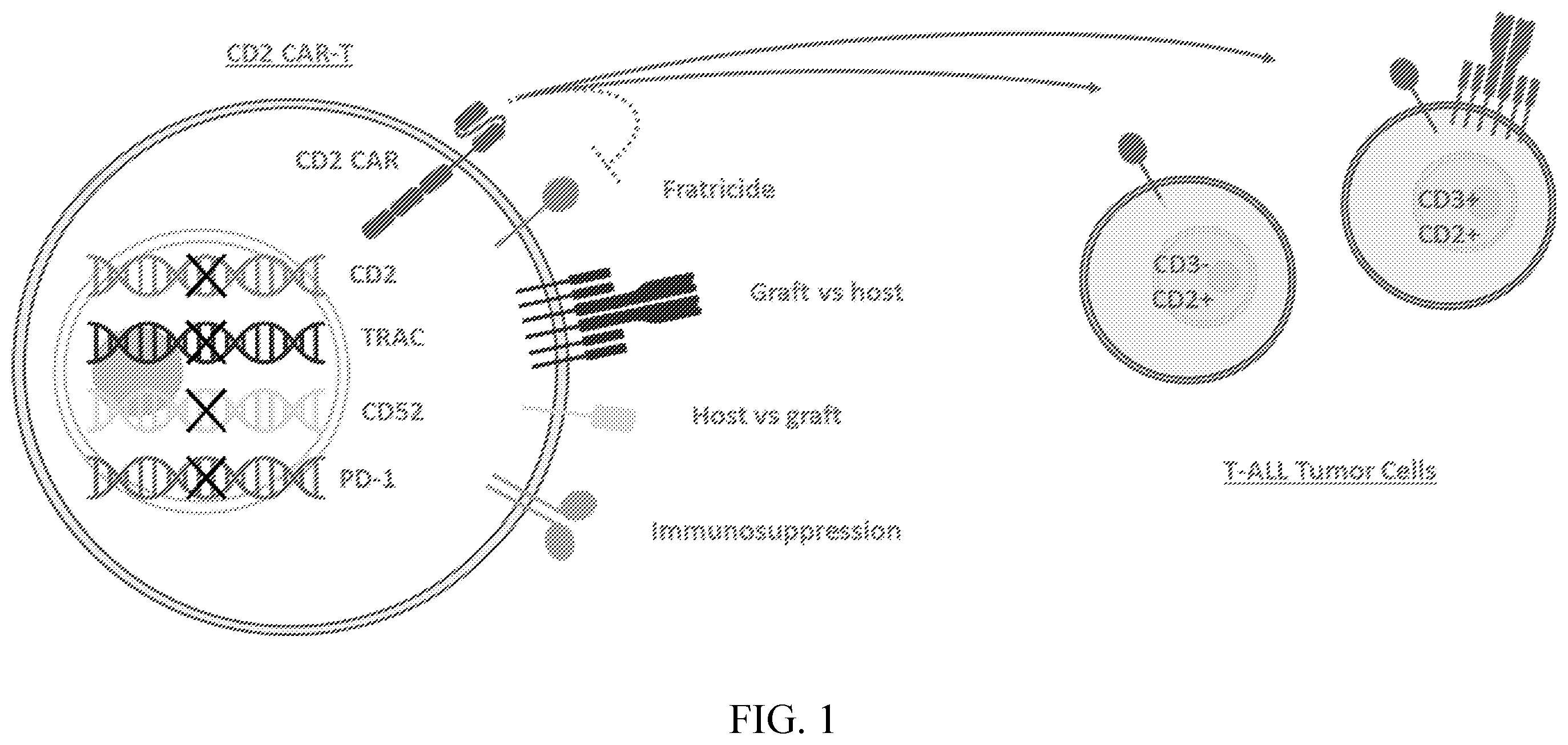Patent US12576151 — Fratricide resistant modified immune cells and methods of using the same — Figure 1