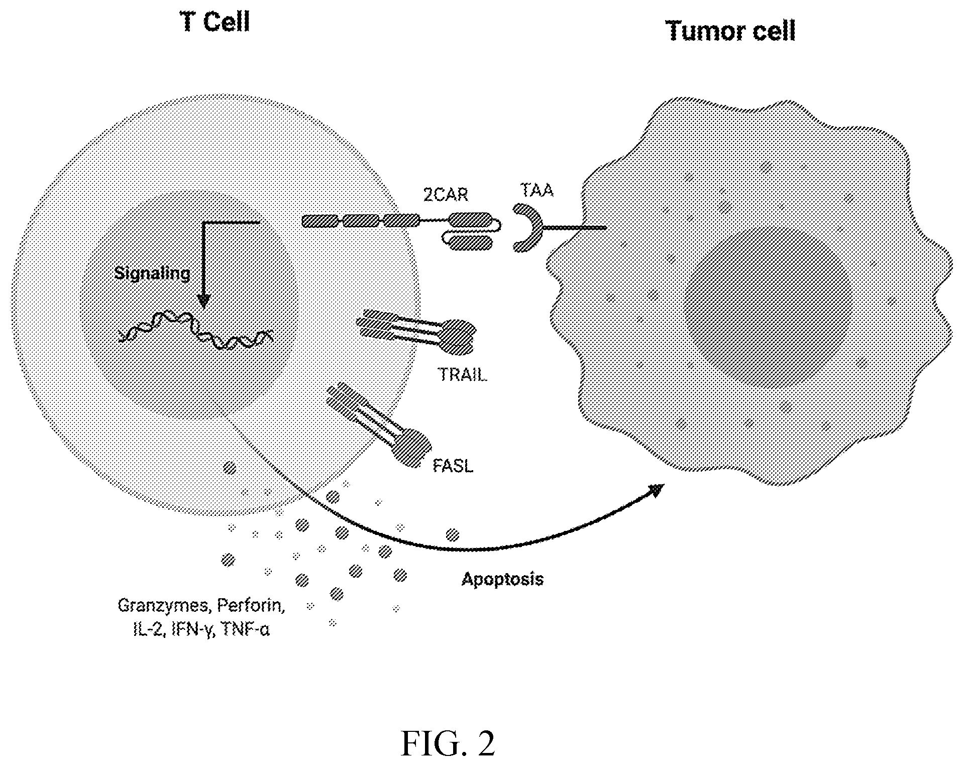 Patent US12576151 Figure 2 – Fratricide resistant modified immune cells and methods of using the same