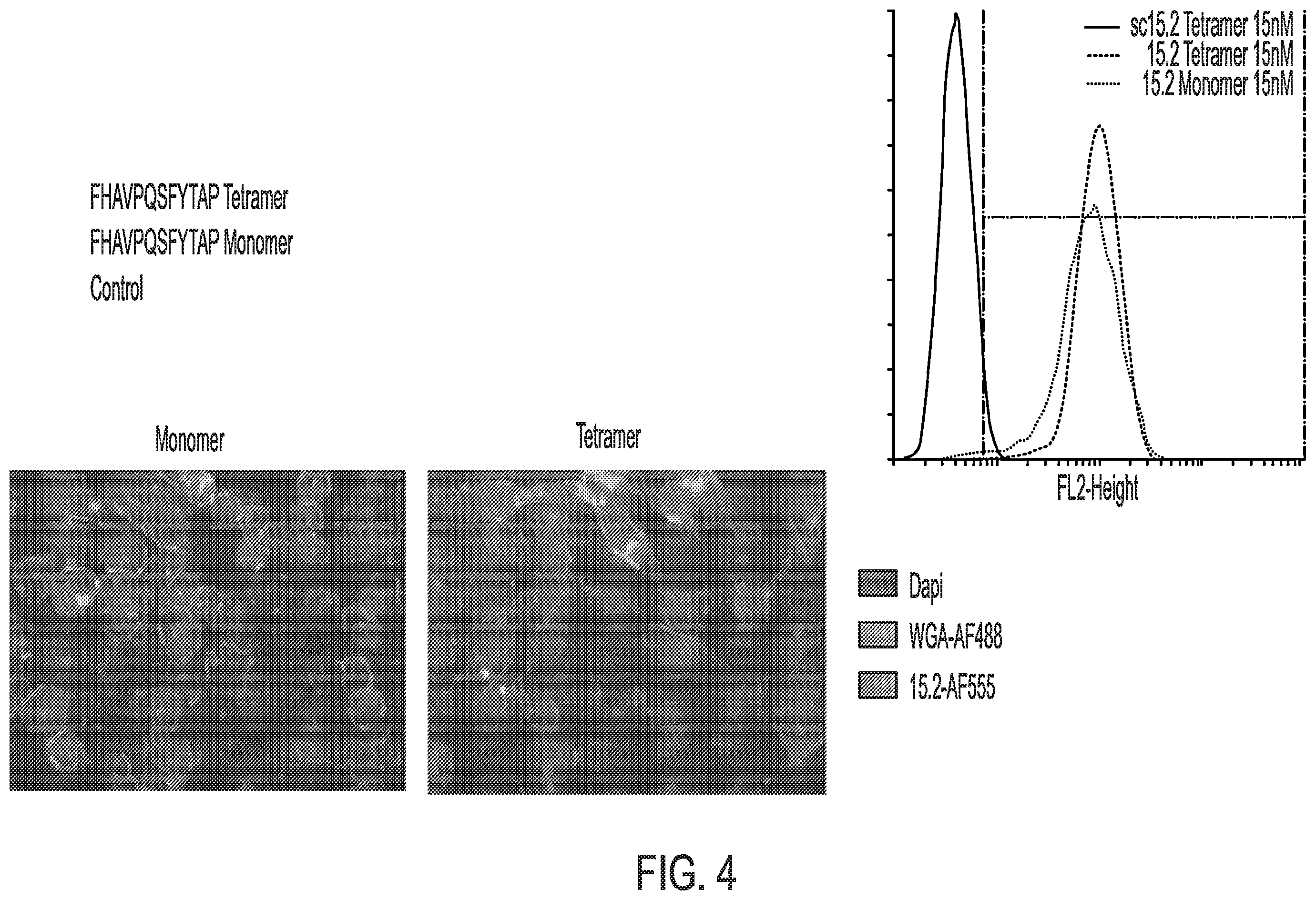 Patent US12576157 Figure 4 – Peptide saporin conjugate for the treatment of cancer
