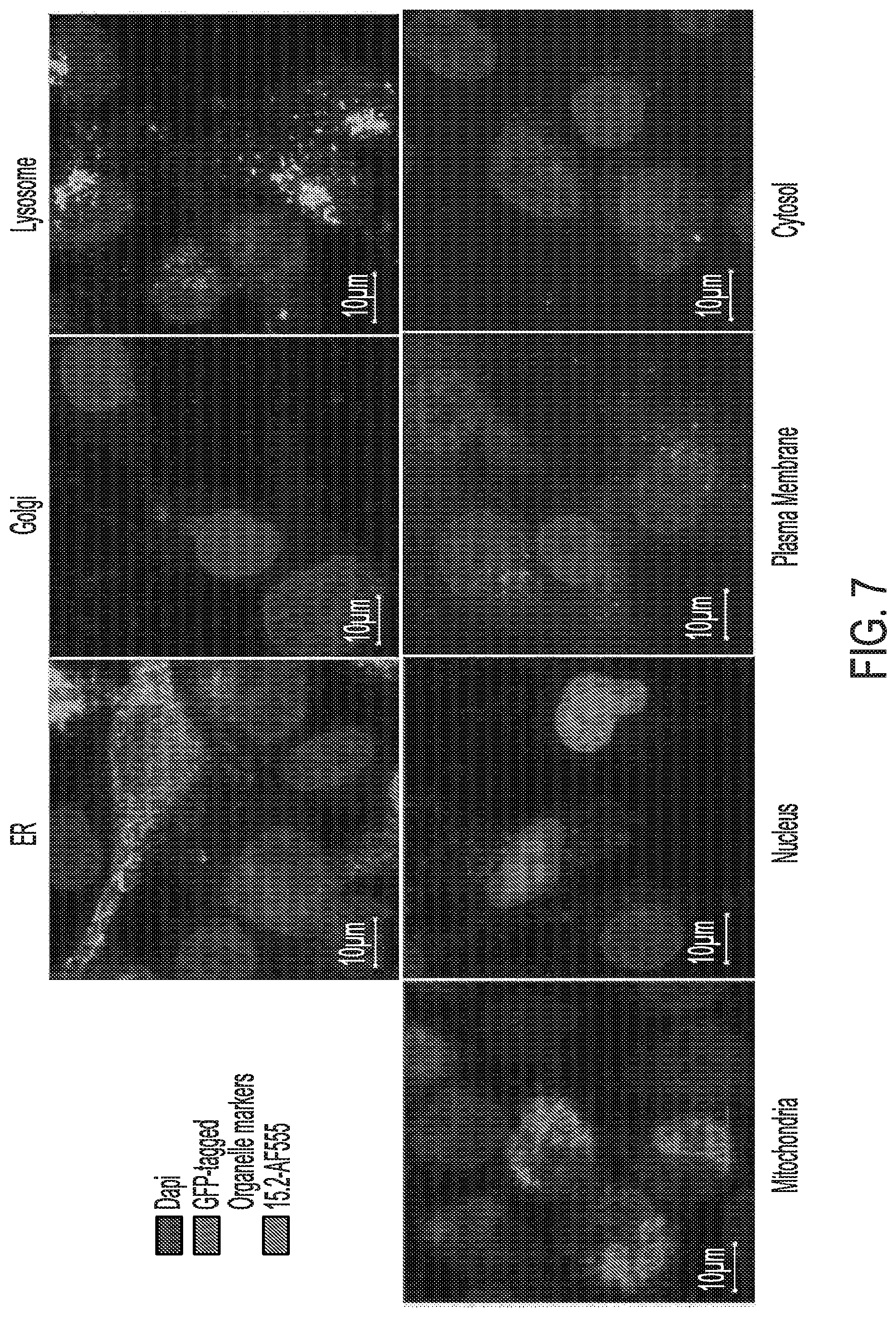 Patent US12576157 Figure 7 – Peptide saporin conjugate for the treatment of cancer