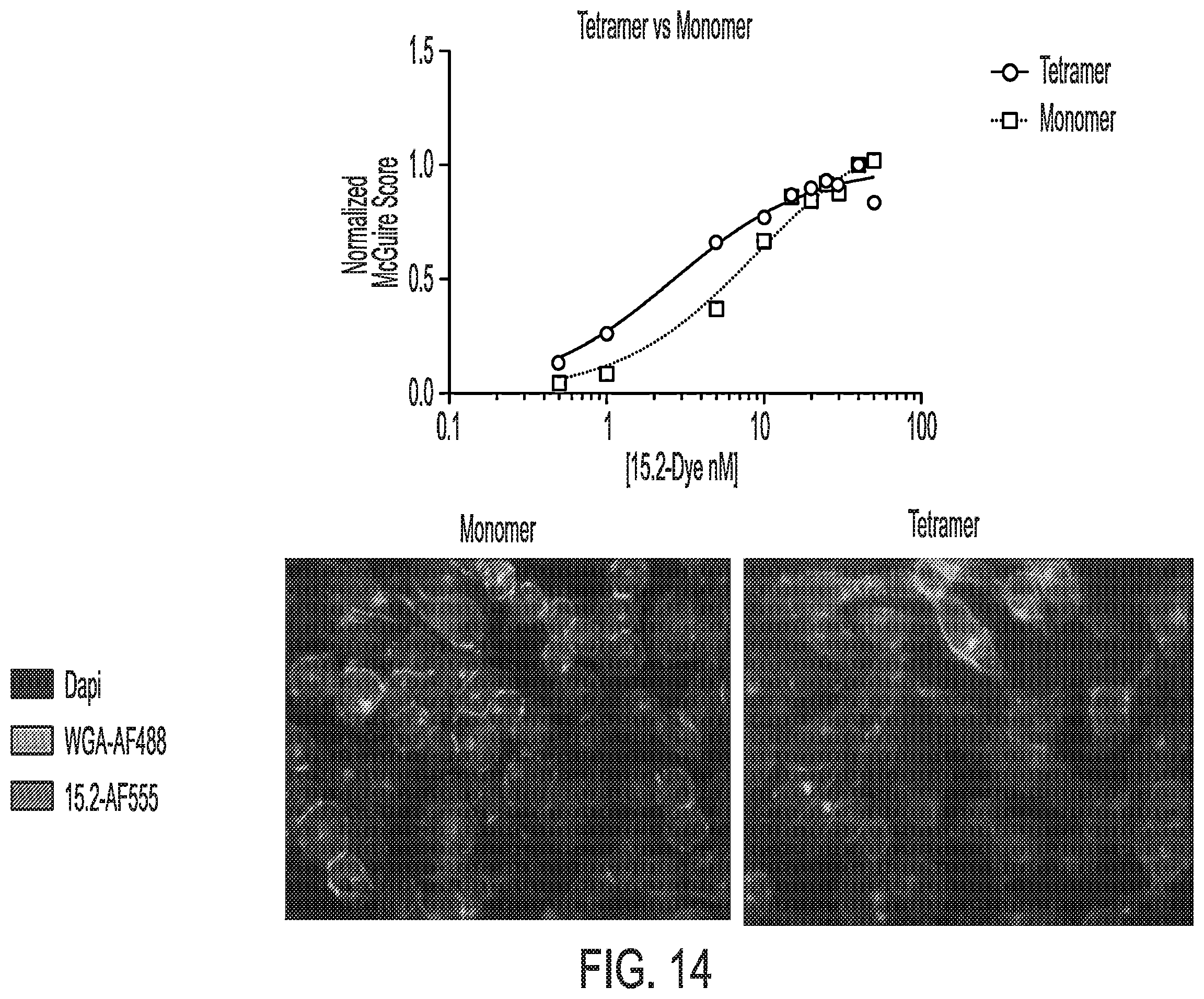 Patent US12576157 Figure 13 – Peptide saporin conjugate for the treatment of cancer