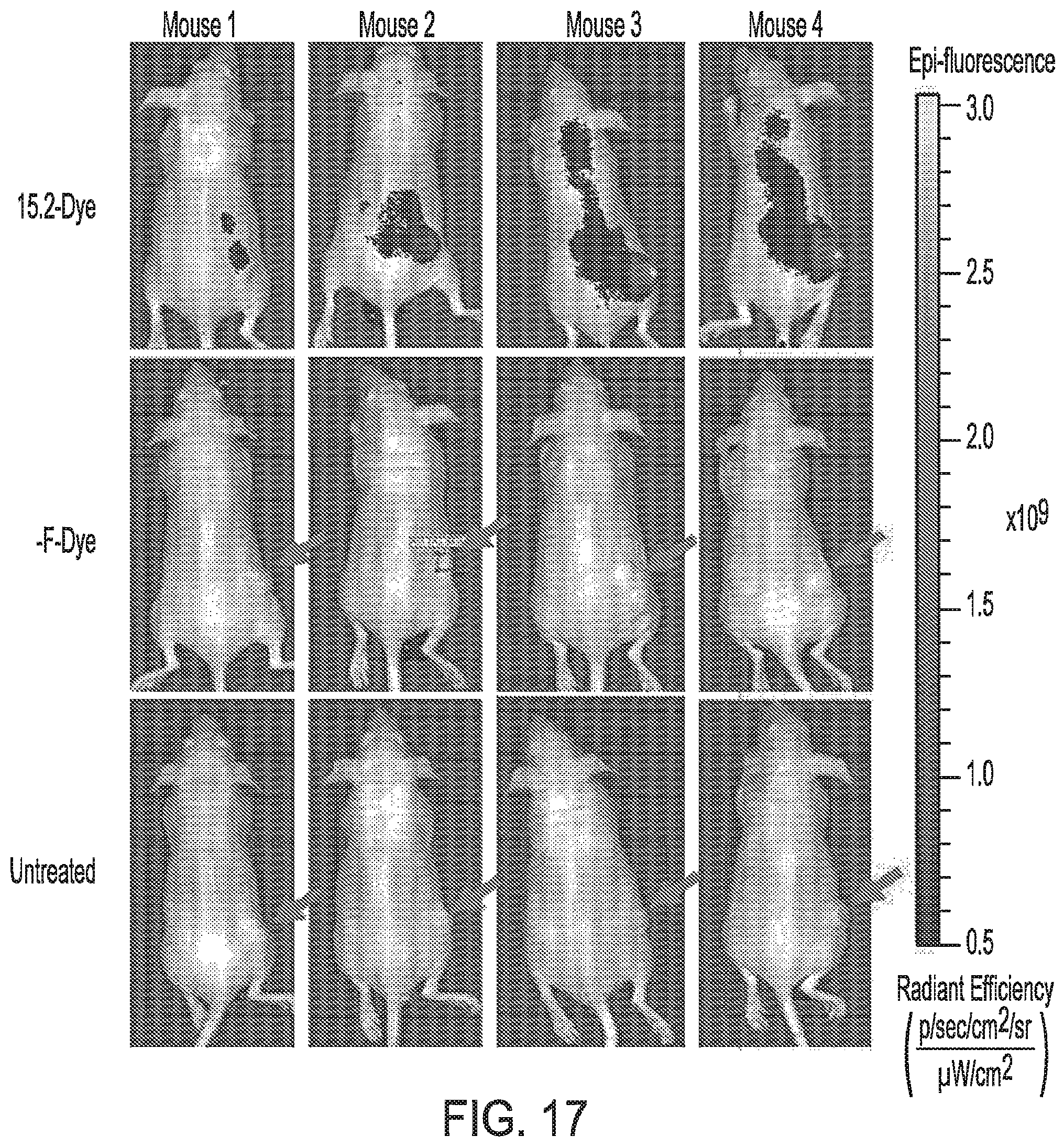 Patent US12576157 Figure 17 – Peptide saporin conjugate for the treatment of cancer