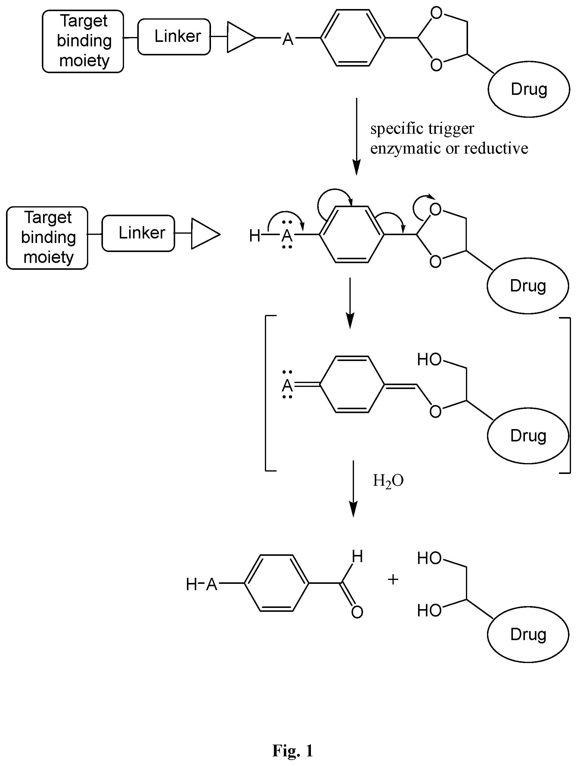 Patent US12576158 Figure 1 – Antibody drug conjugates with cleavable linkers