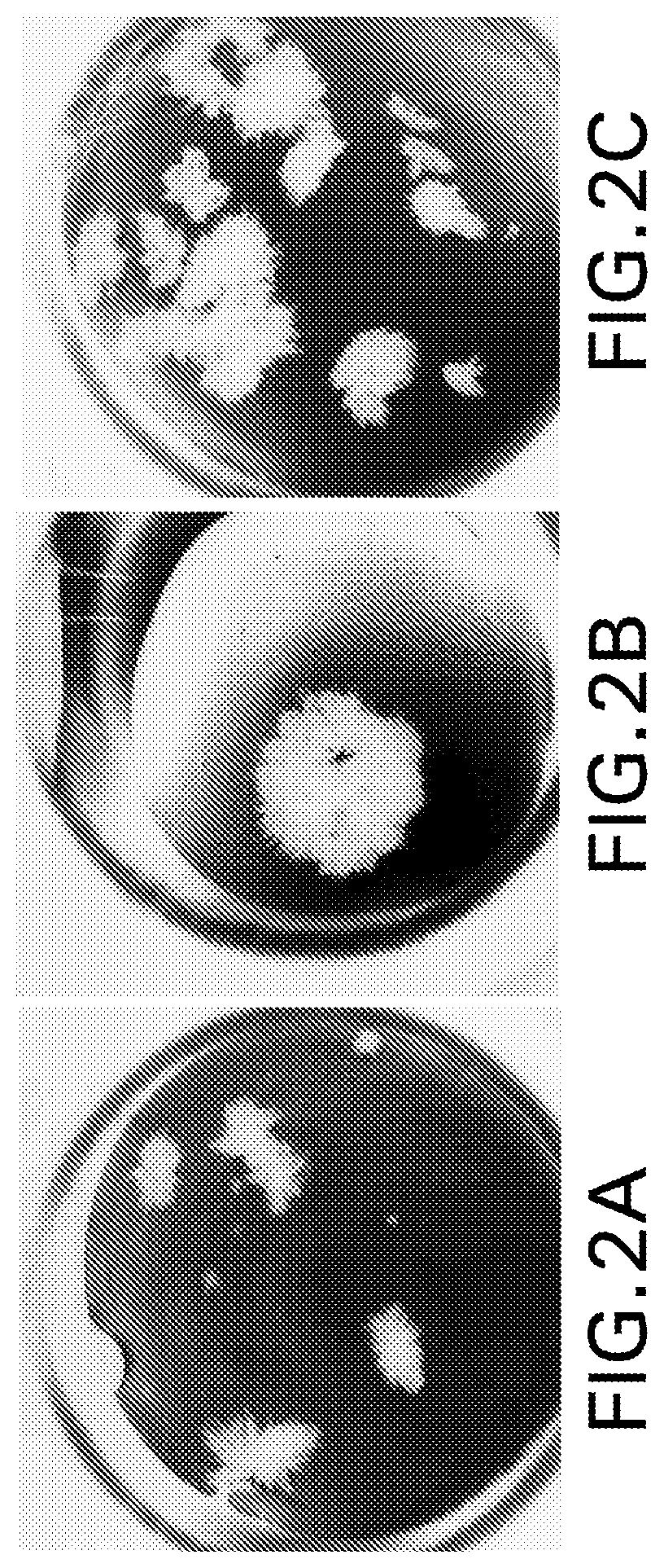 Patent US12576159 Figure 2 – Anti-human PD-1 antibody crystals and methods of use thereof