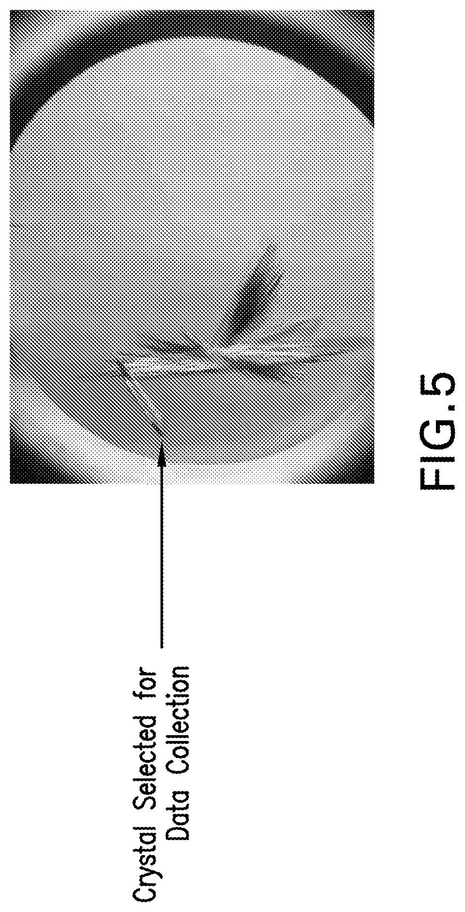 Patent US12576159 Figure 5 – Anti-human PD-1 antibody crystals and methods of use thereof