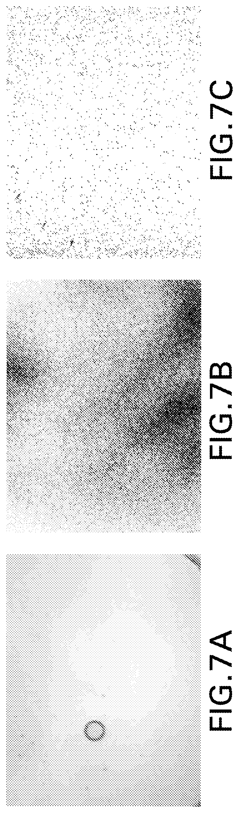 Patent US12576159 Figure 8 – Anti-human PD-1 antibody crystals and methods of use thereof