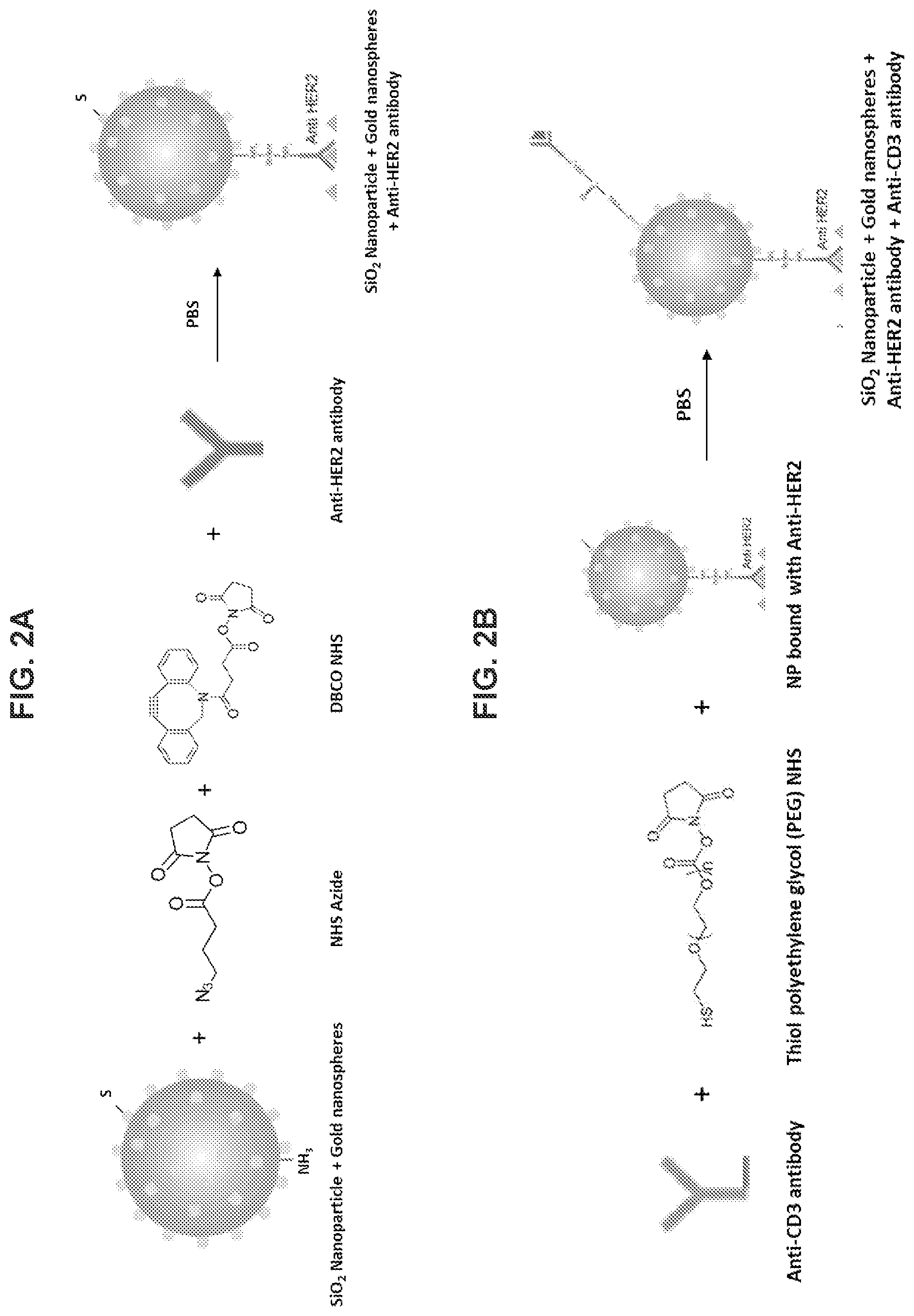 Patent US12576160 Figure 2 – Bispecific nanoparticle systems for targeting cancer cells