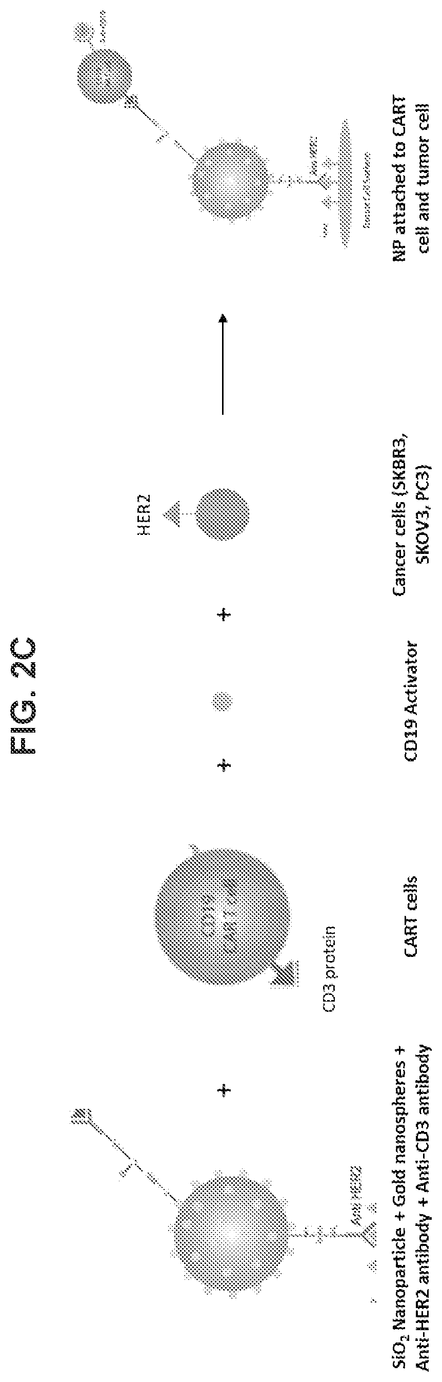 Patent US12576160 Figure 3 – Bispecific nanoparticle systems for targeting cancer cells