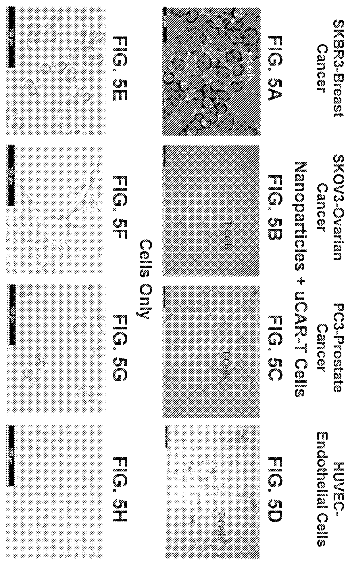 Patent US12576160 Figure 7 – Bispecific nanoparticle systems for targeting cancer cells