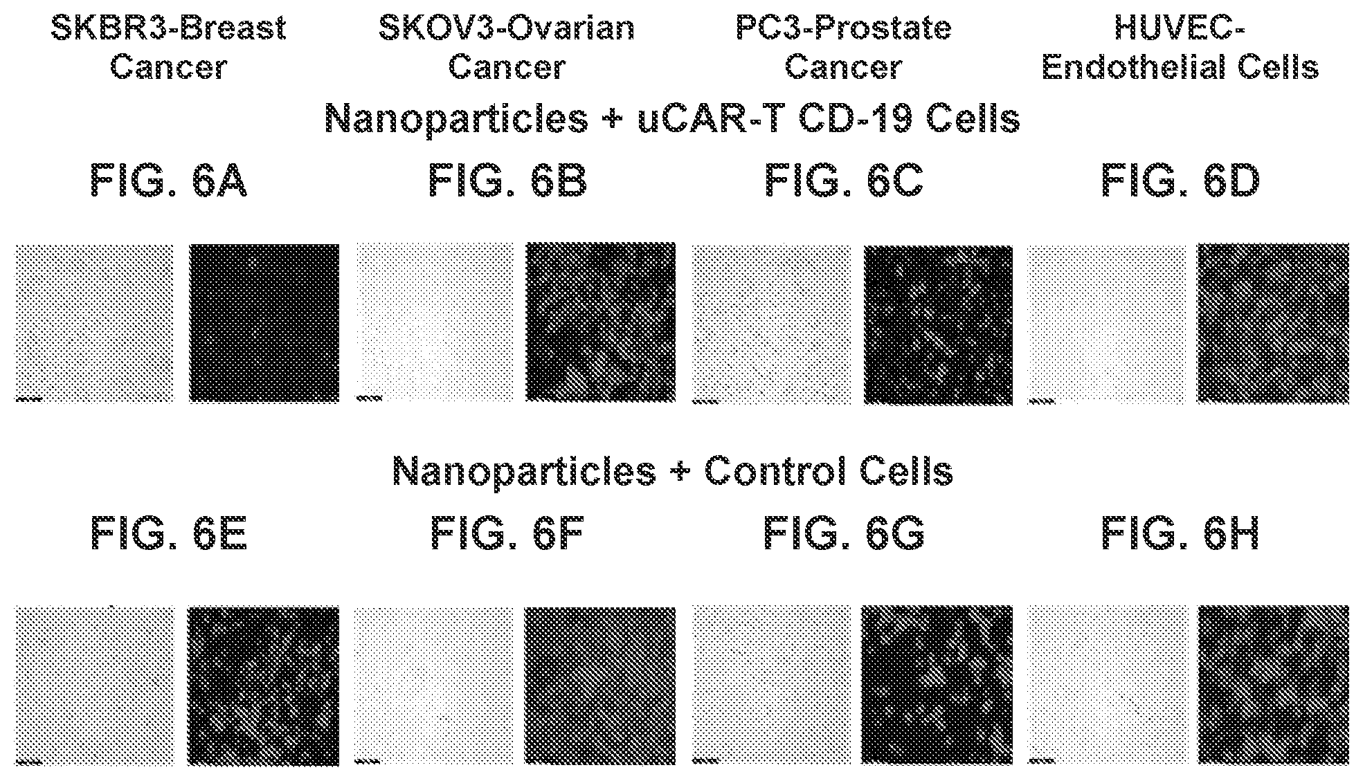 Patent US12576160 Figure 8 – Bispecific nanoparticle systems for targeting cancer cells