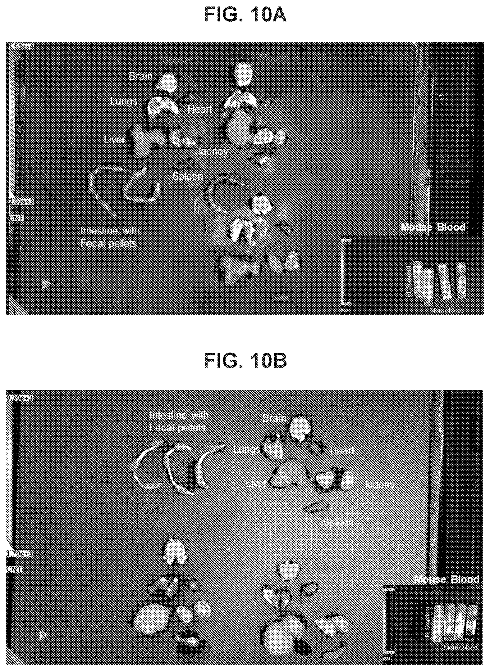 Patent US12576160 Figure 14 – Bispecific nanoparticle systems for targeting cancer cells