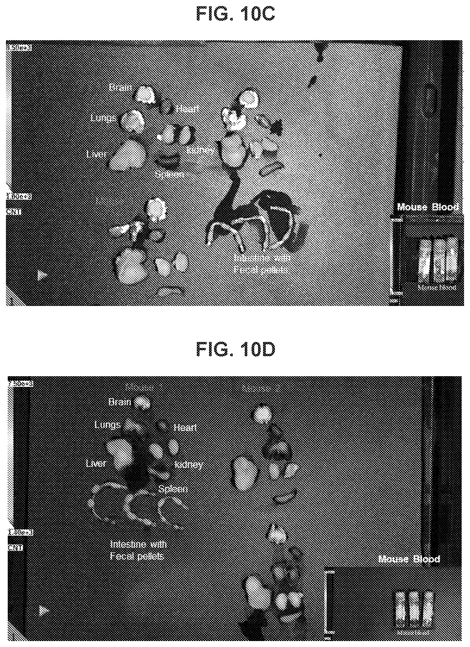 Patent US12576160 Figure 15 – Bispecific nanoparticle systems for targeting cancer cells