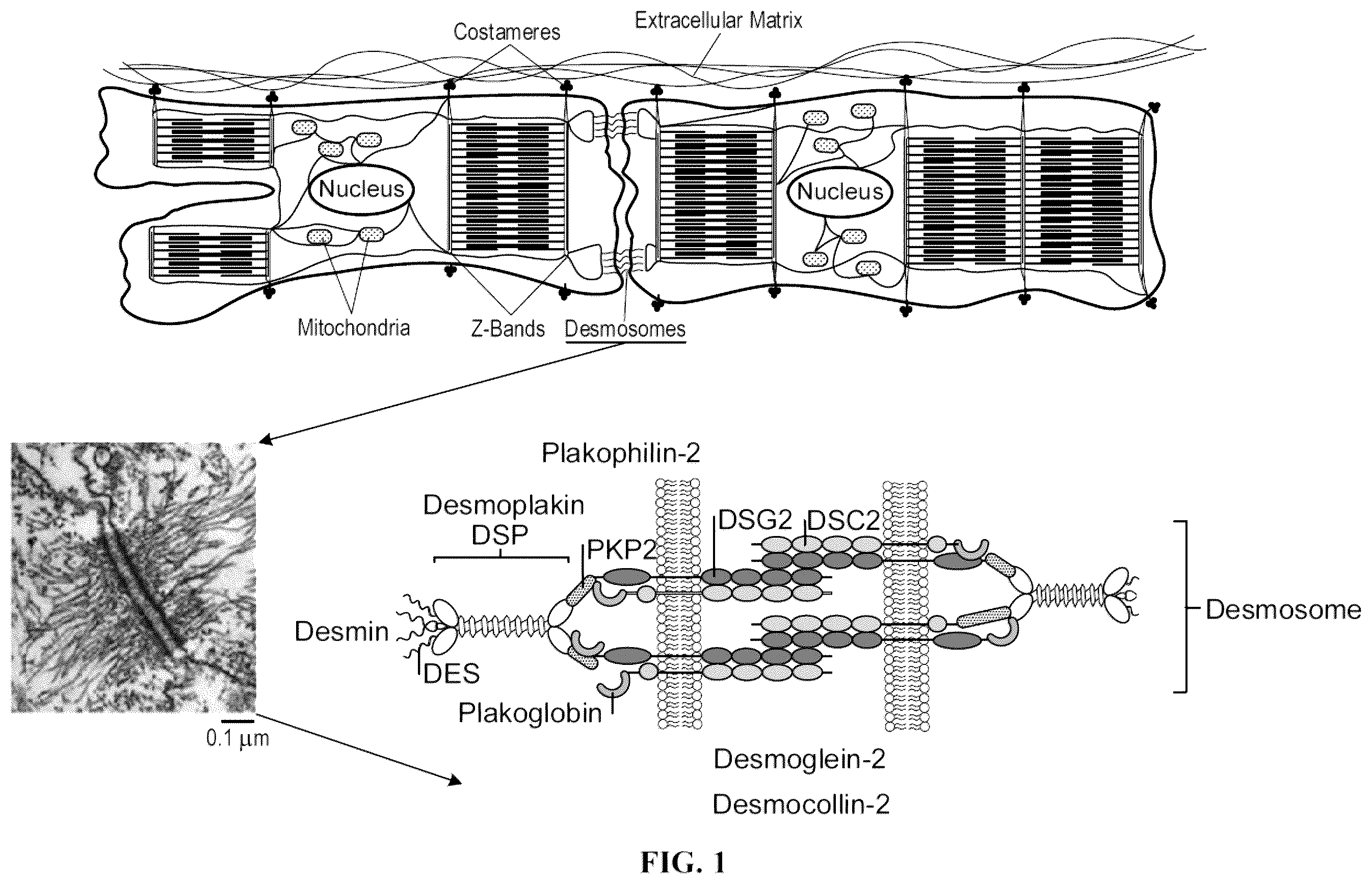 Patent US12576161 Figure 1 – Plakophillin-2 gene therapy methods and compositions