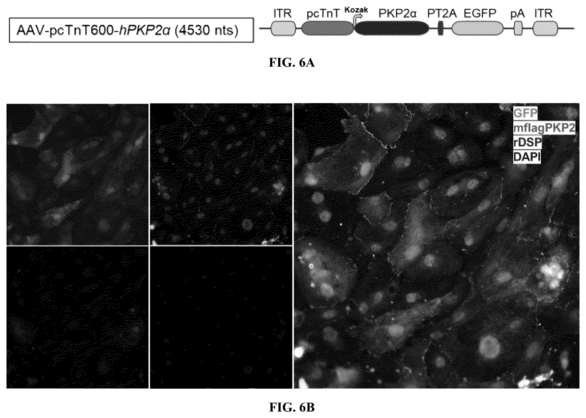 Patent US12576161 Figure 7 – Plakophillin-2 gene therapy methods and compositions