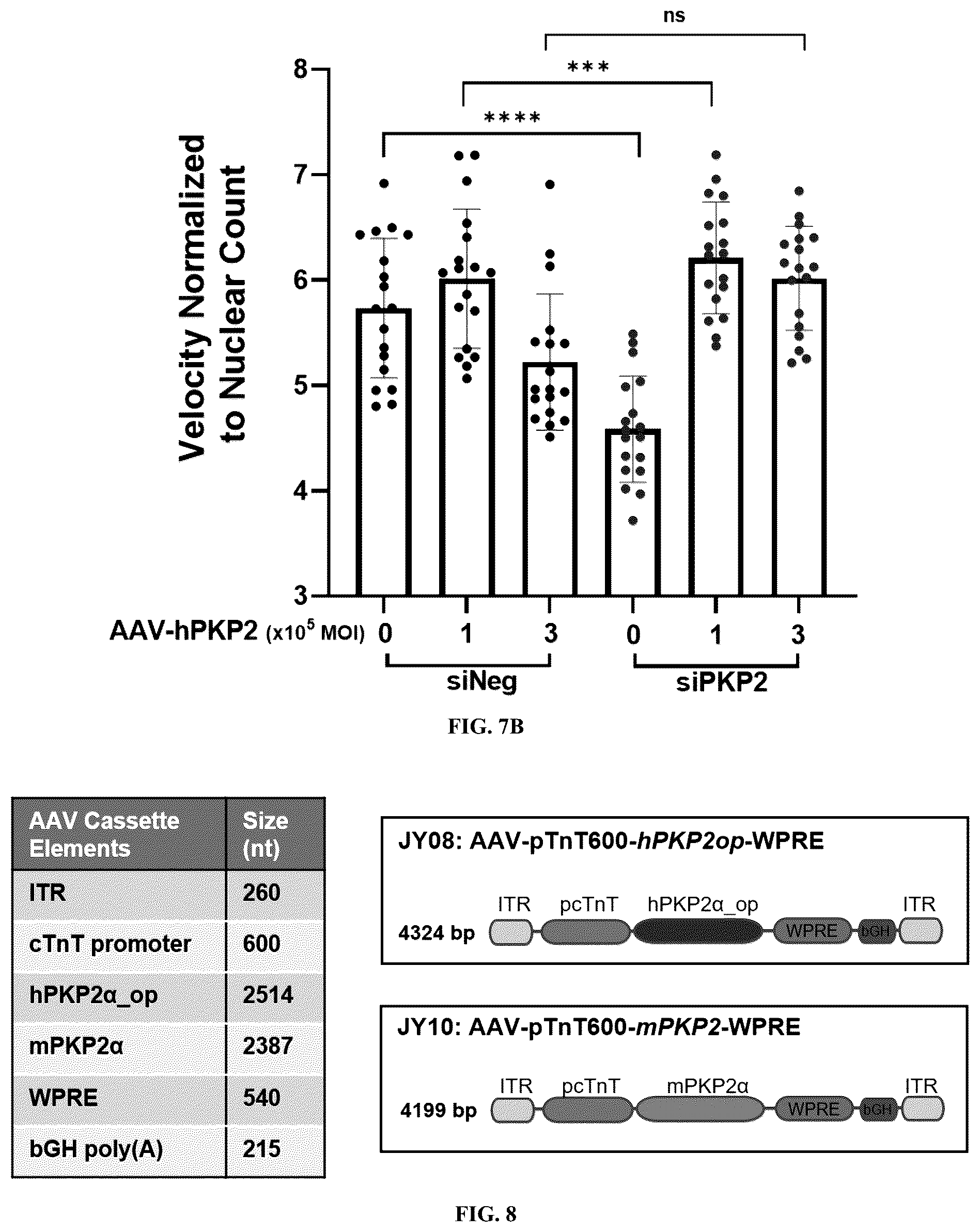 Patent US12576161 Figure 9 – Plakophillin-2 gene therapy methods and compositions