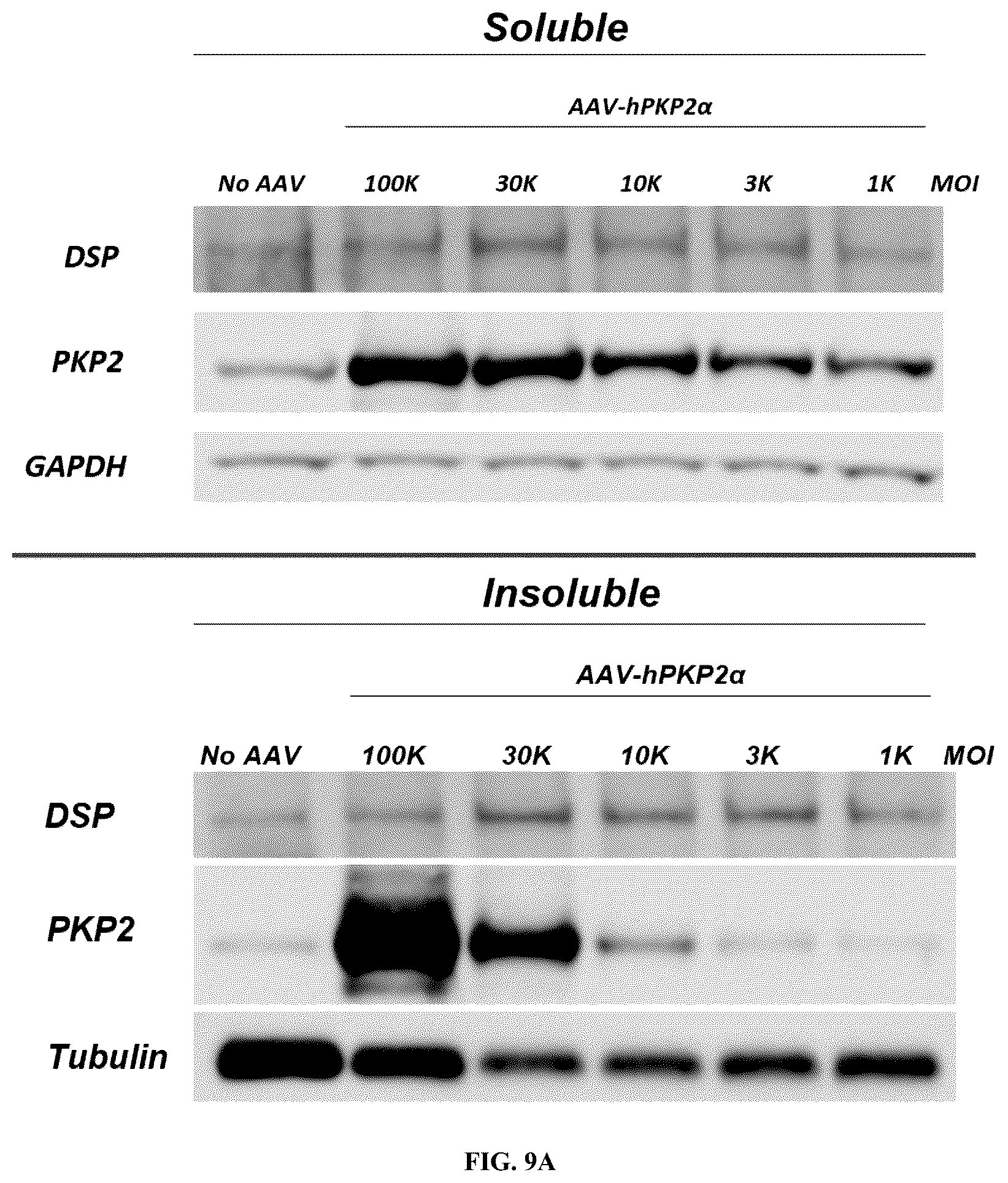 Patent US12576161 Figure 10 – Plakophillin-2 gene therapy methods and compositions