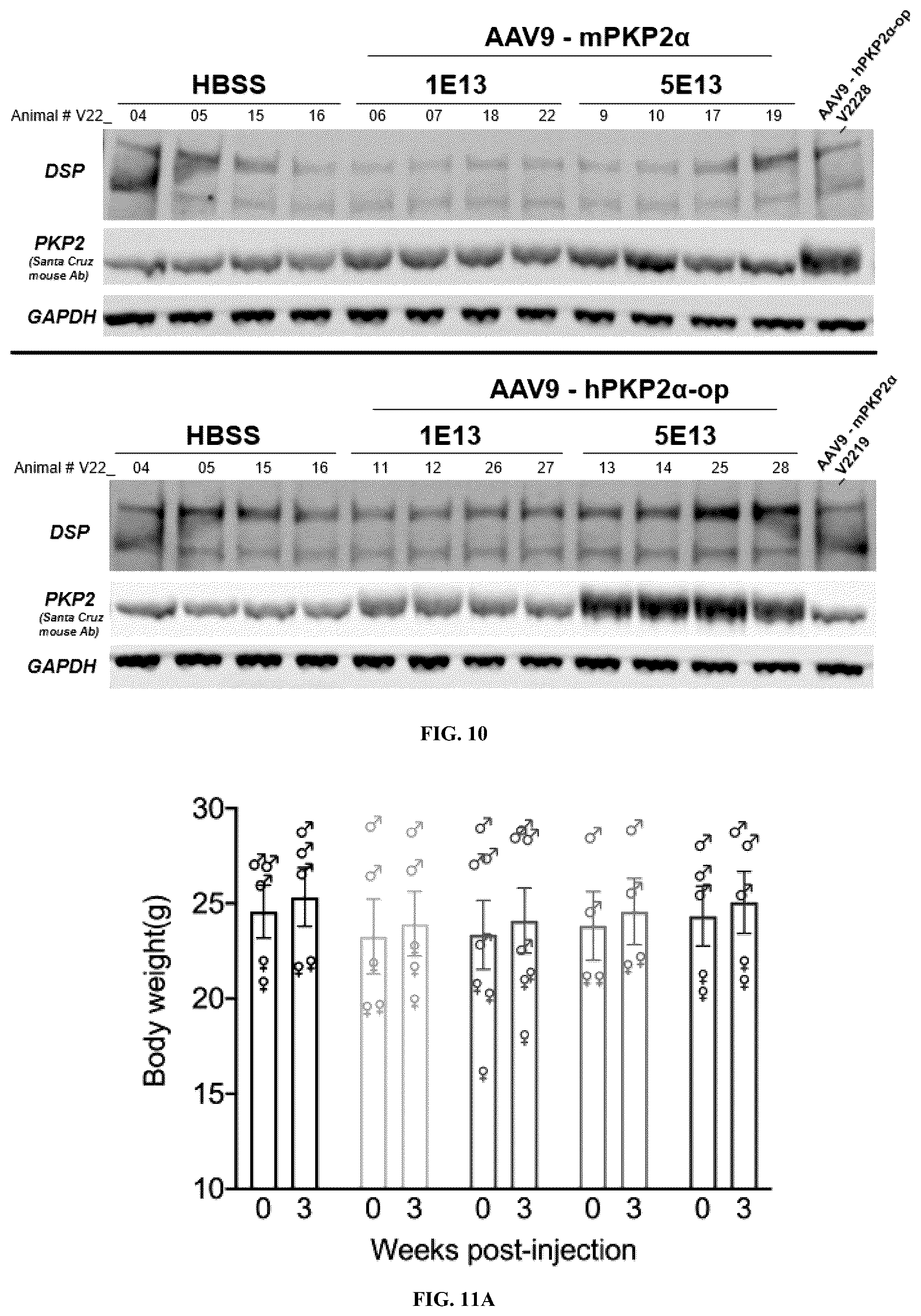 Patent US12576161 Figure 12 – Plakophillin-2 gene therapy methods and compositions
