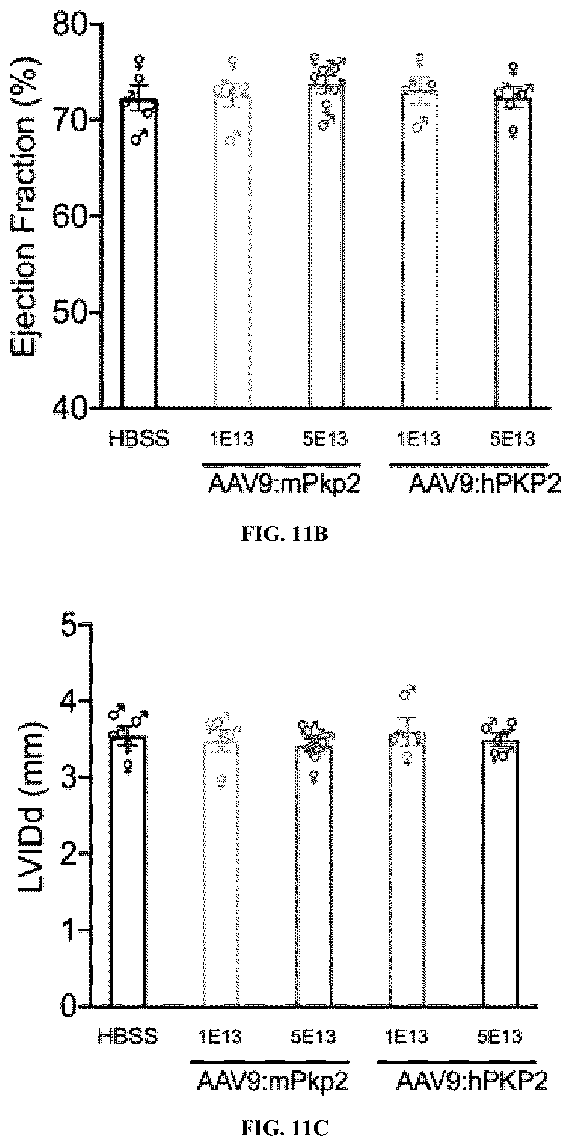 Patent US12576161 Figure 13 – Plakophillin-2 gene therapy methods and compositions