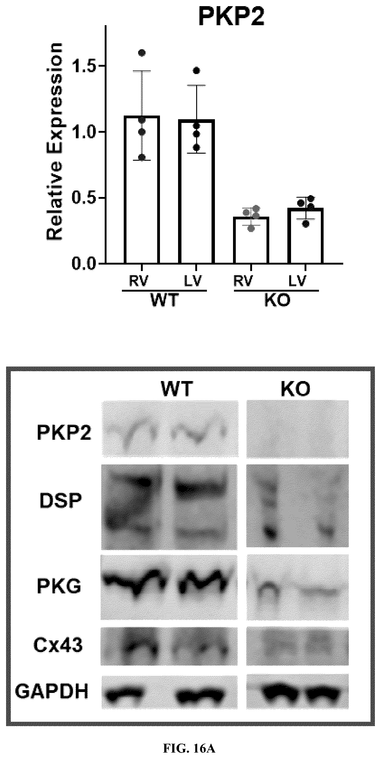 Patent US12576161 Figure 20 – Plakophillin-2 gene therapy methods and compositions