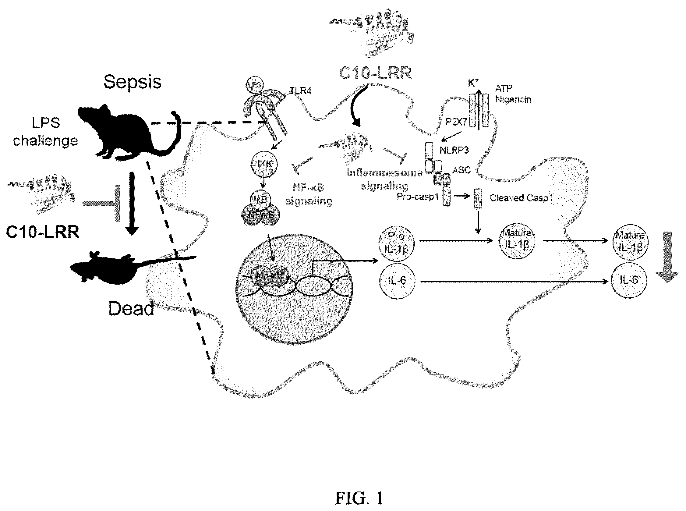 Patent US12576162 Figure 1 – Cell penetrating peptides and uses thereof