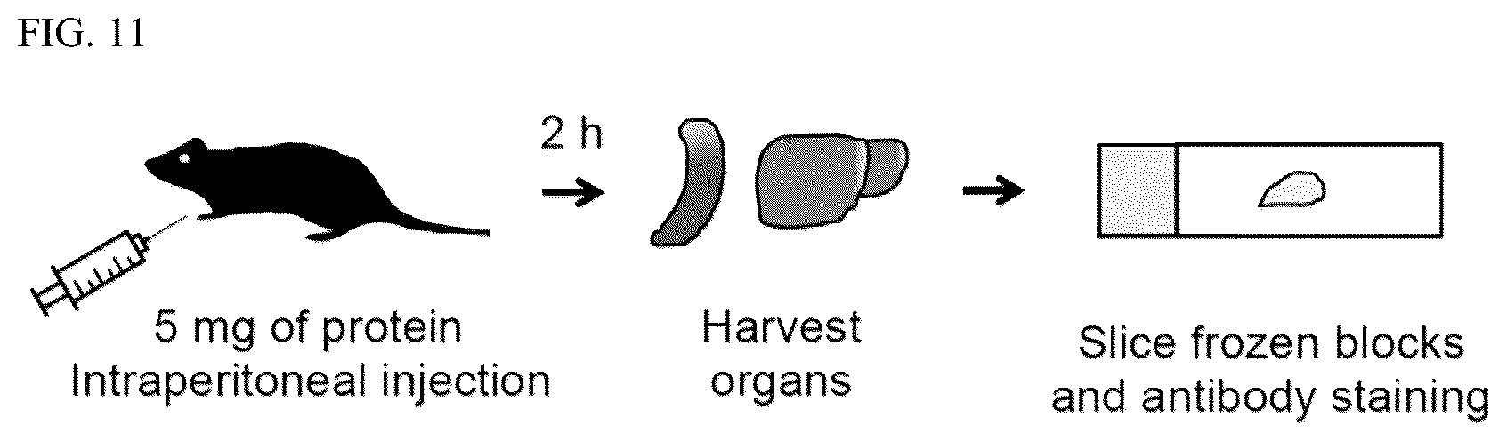 Patent US12576162 Figure 10 – Cell penetrating peptides and uses thereof
