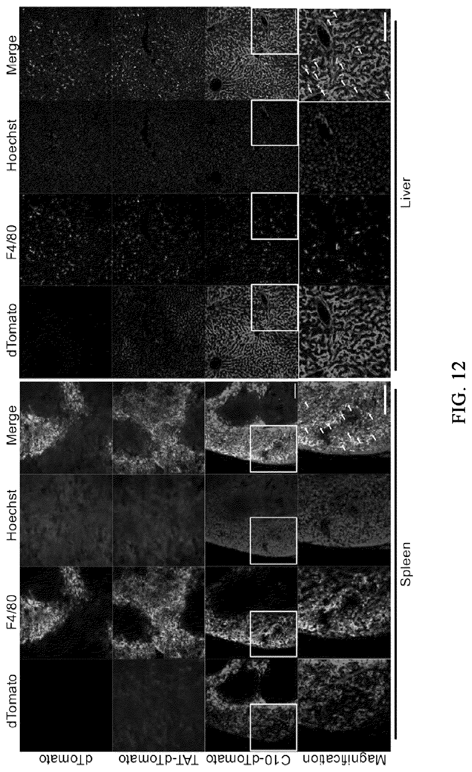Patent US12576162 Figure 11 – Cell penetrating peptides and uses thereof