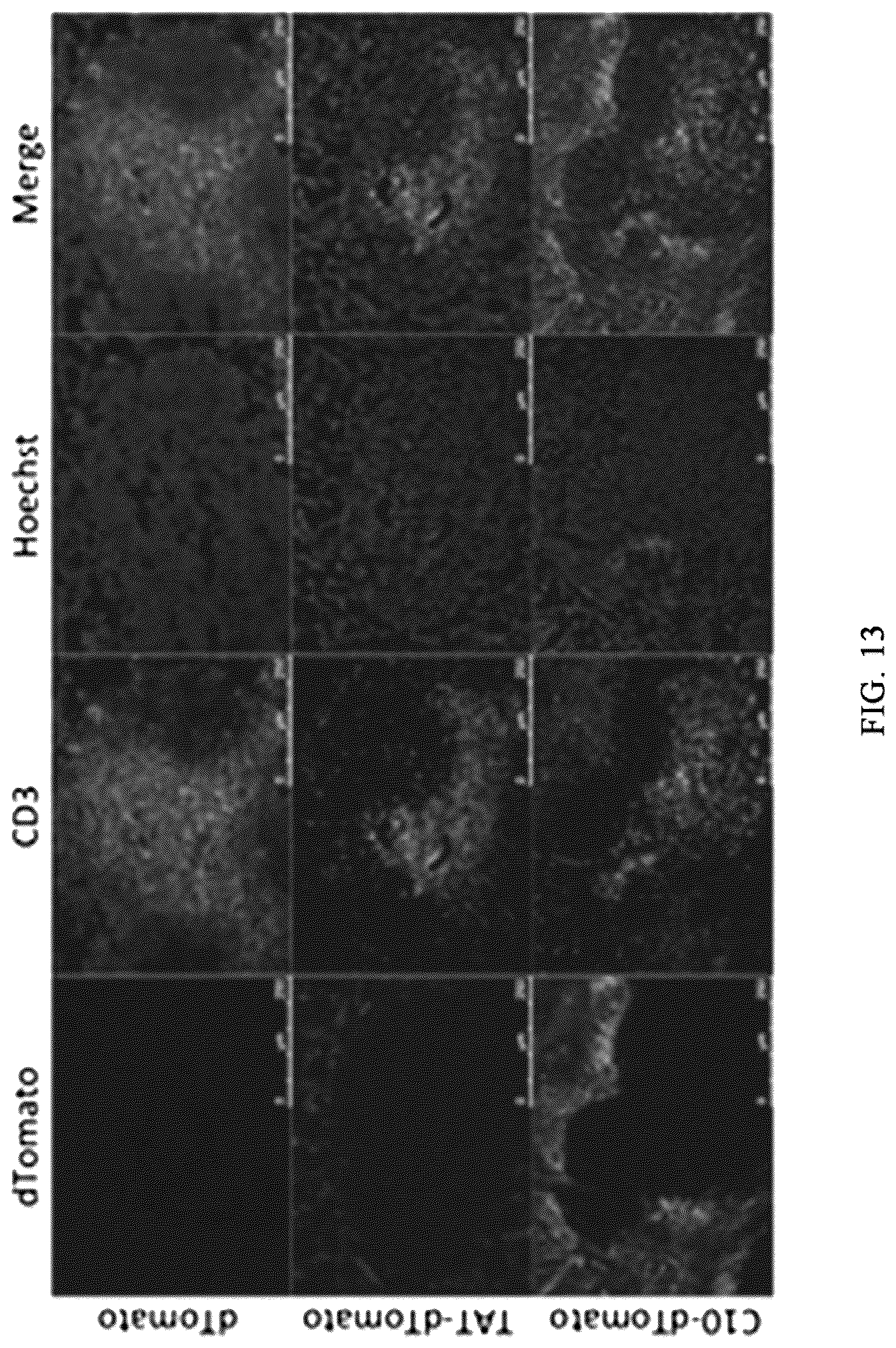 Patent US12576162 Figure 12 – Cell penetrating peptides and uses thereof