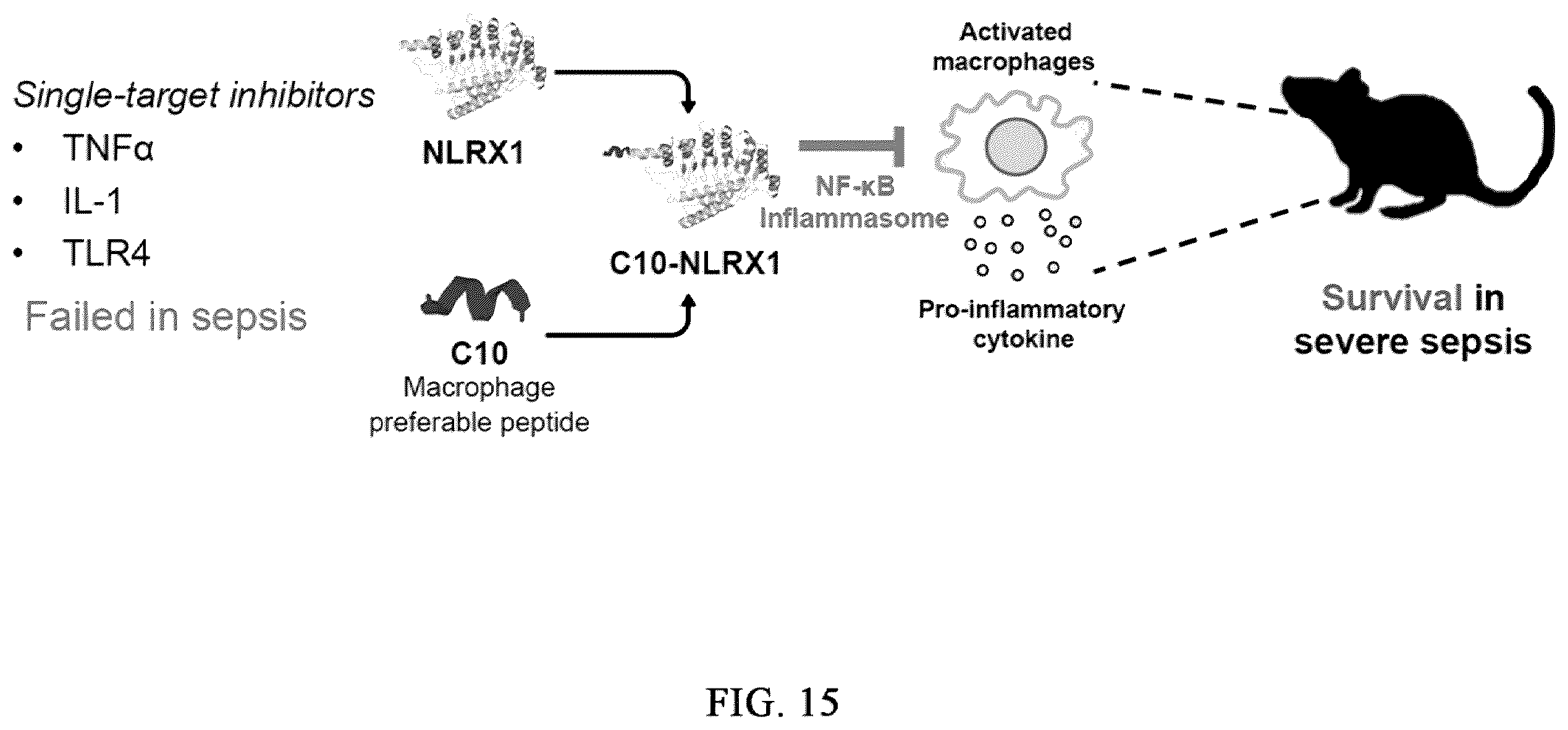 Patent US12576162 Figure 14 – Cell penetrating peptides and uses thereof
