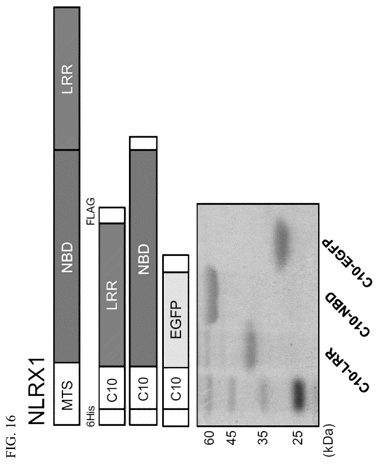 Patent US12576162 Figure 15 – Cell penetrating peptides and uses thereof