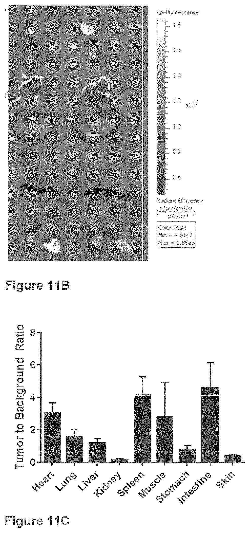 Patent US12576165 Figure 17 – Synthesis and composition of amino acid linking groups conjugated to compounds used for the targeted imaging of tumors
