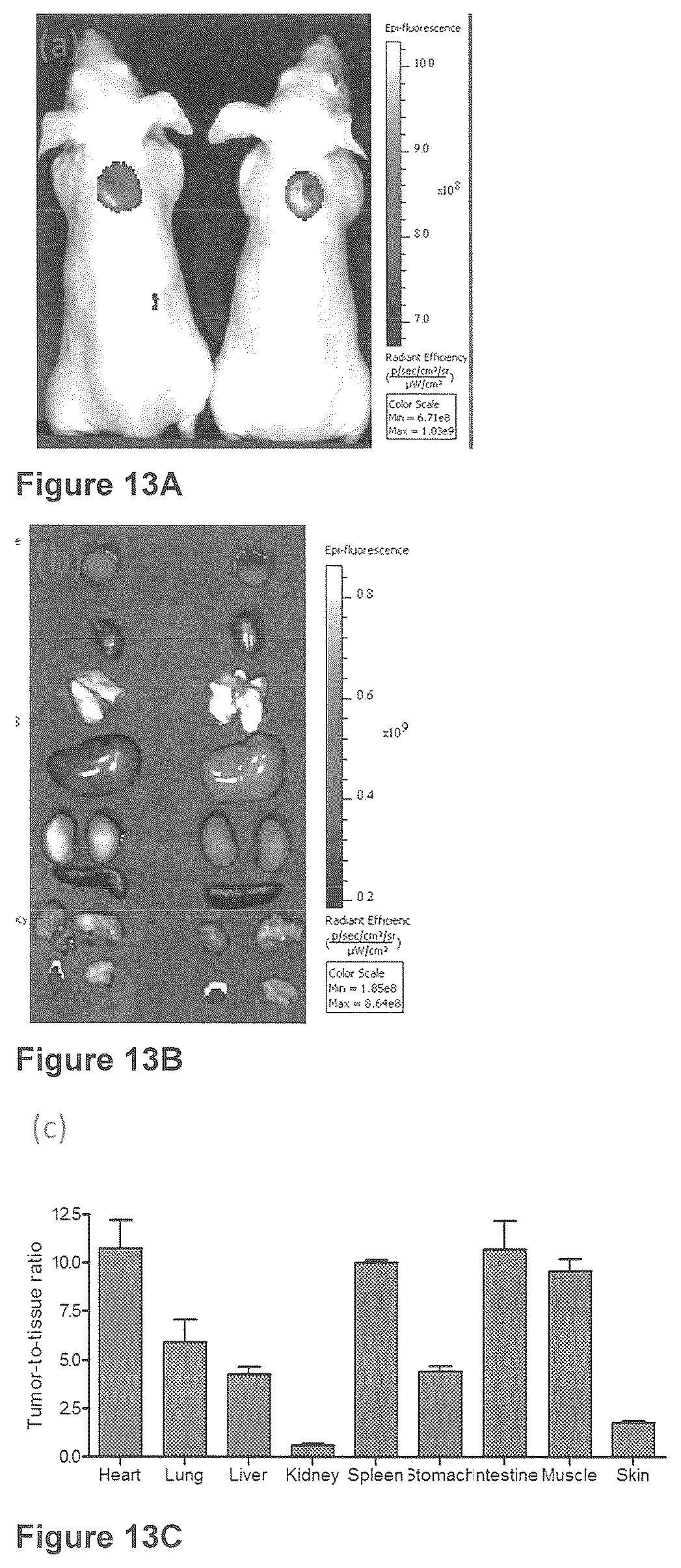 Patent US12576165 Figure 19 – Synthesis and composition of amino acid linking groups conjugated to compounds used for the targeted imaging of tumors