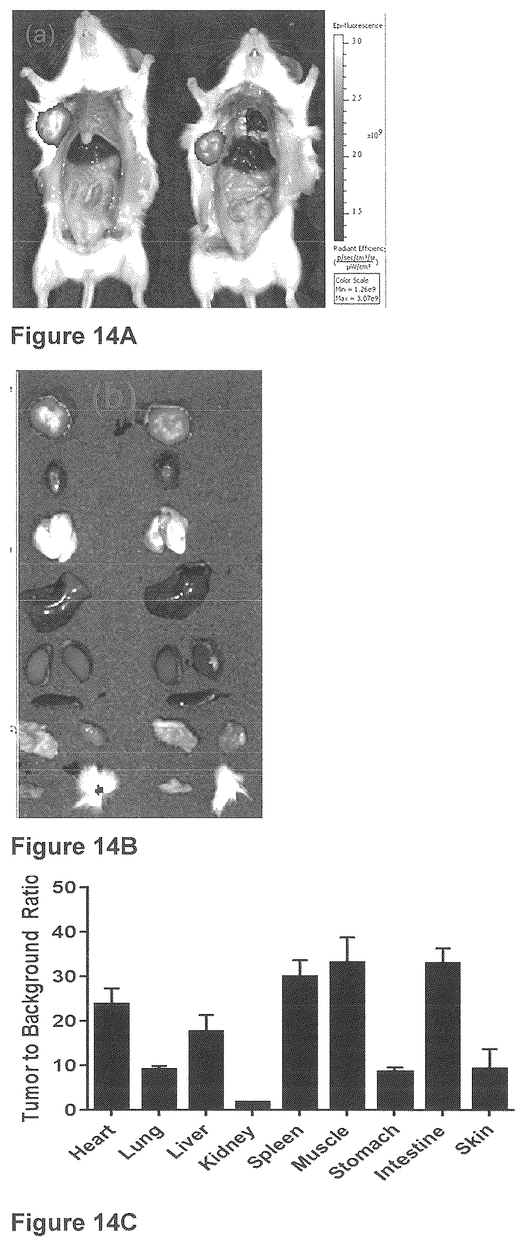 Patent US12576165 Figure 20 – Synthesis and composition of amino acid linking groups conjugated to compounds used for the targeted imaging of tumors
