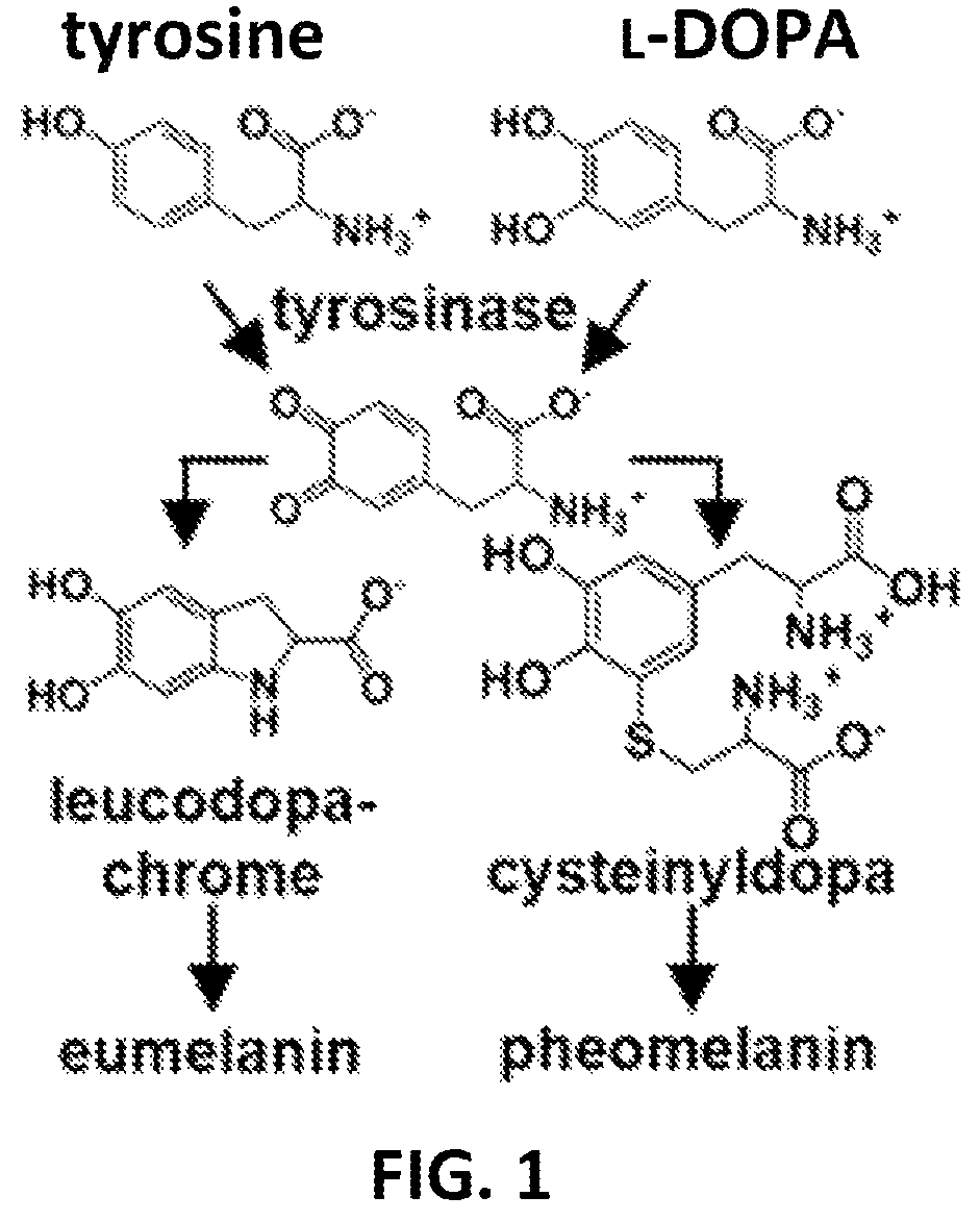 Patent US12576166 — Contrast agents for detection of enzyme activities based on melanin synthesis — Figure 1
