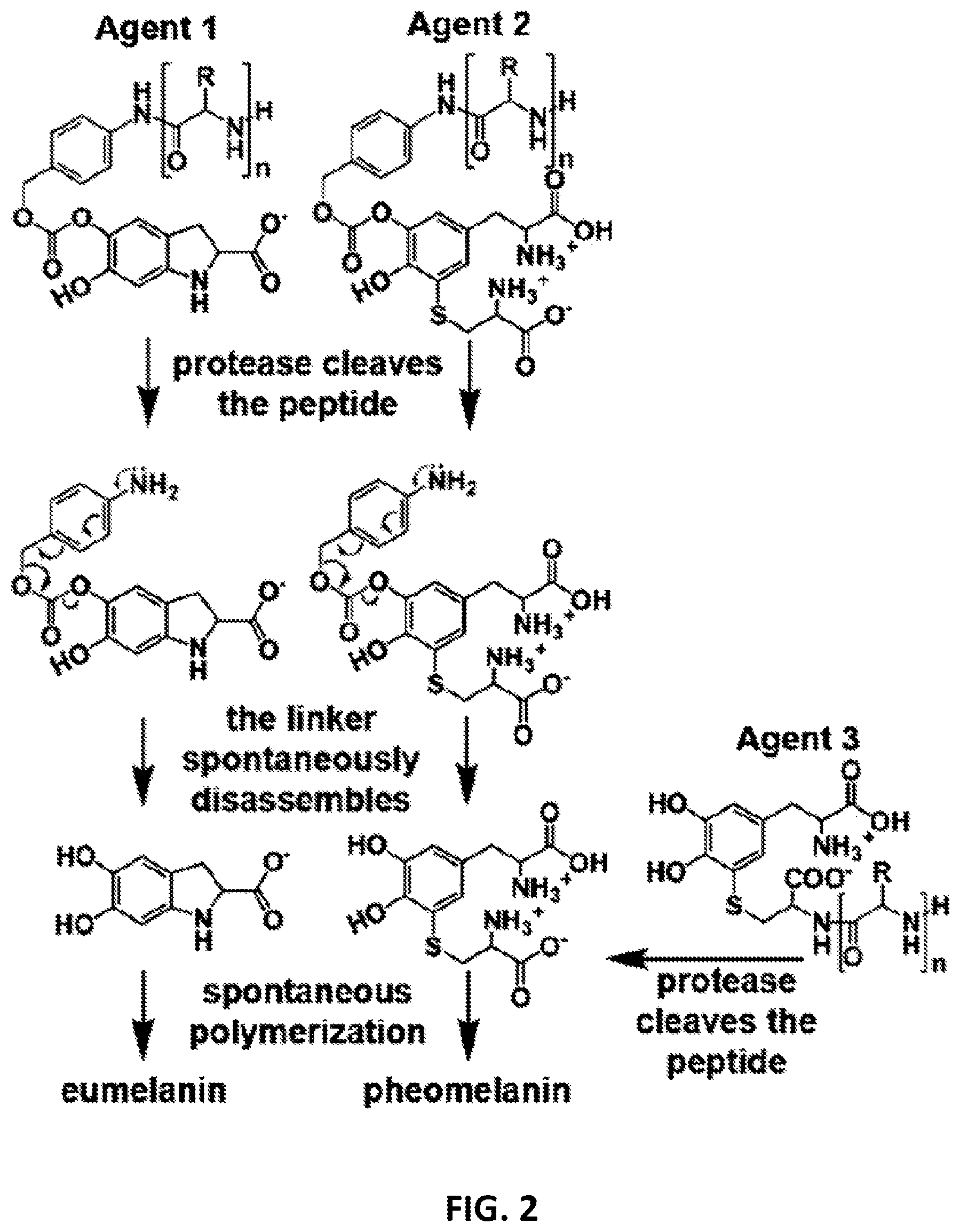 Patent US12576166 Figure 2 – Contrast agents for detection of enzyme activities based on melanin synthesis