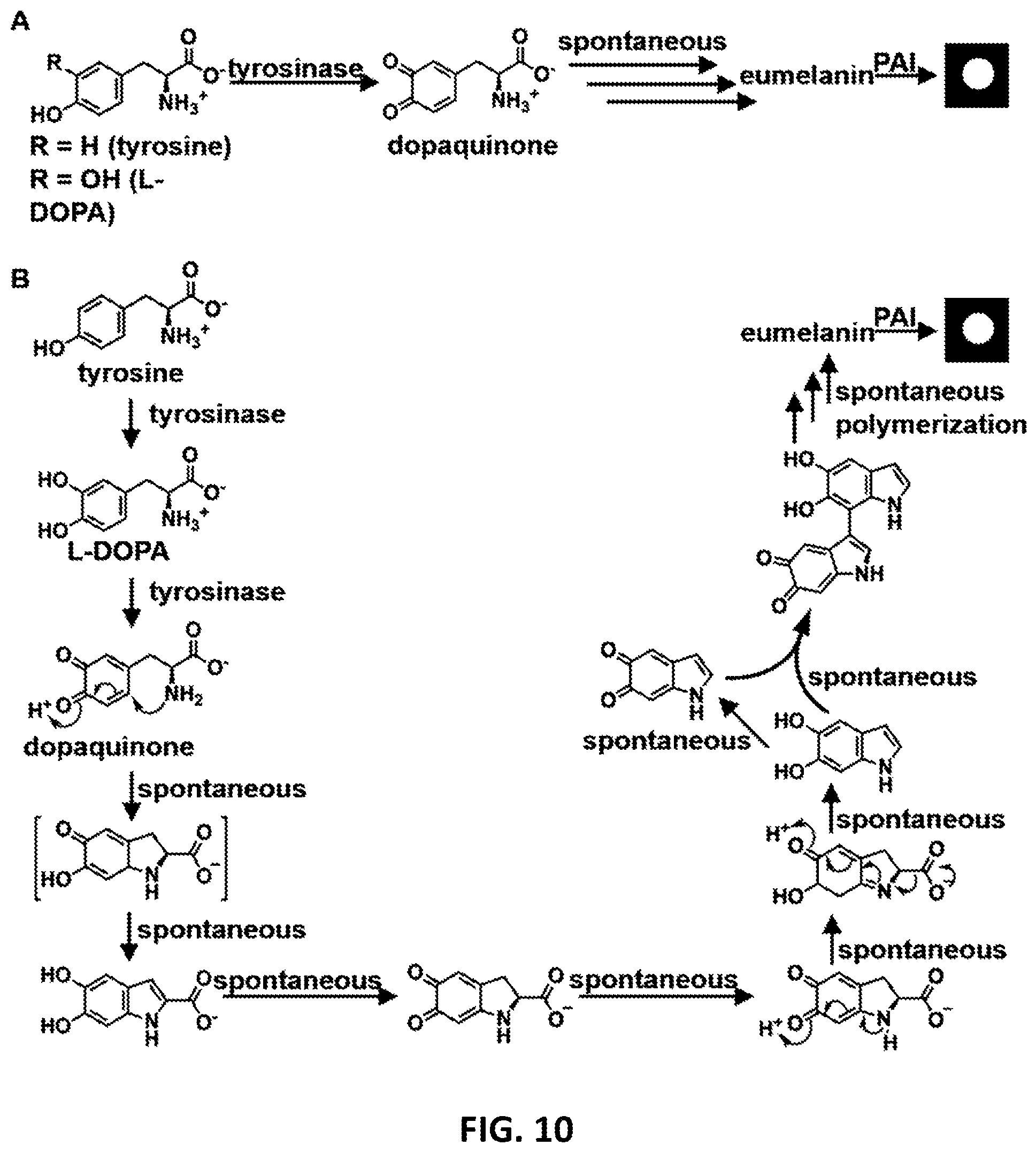 Patent US12576166 Figure 9 – Contrast agents for detection of enzyme activities based on melanin synthesis