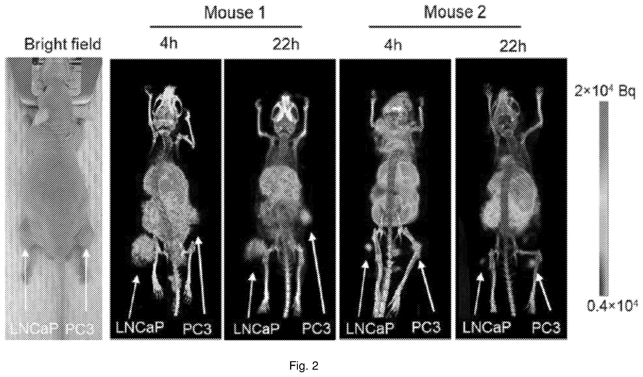 Patent US12576168 Figure 2 – Peptide PET/SPECT probes specific to oncoproteins in tumor extracellular matrix