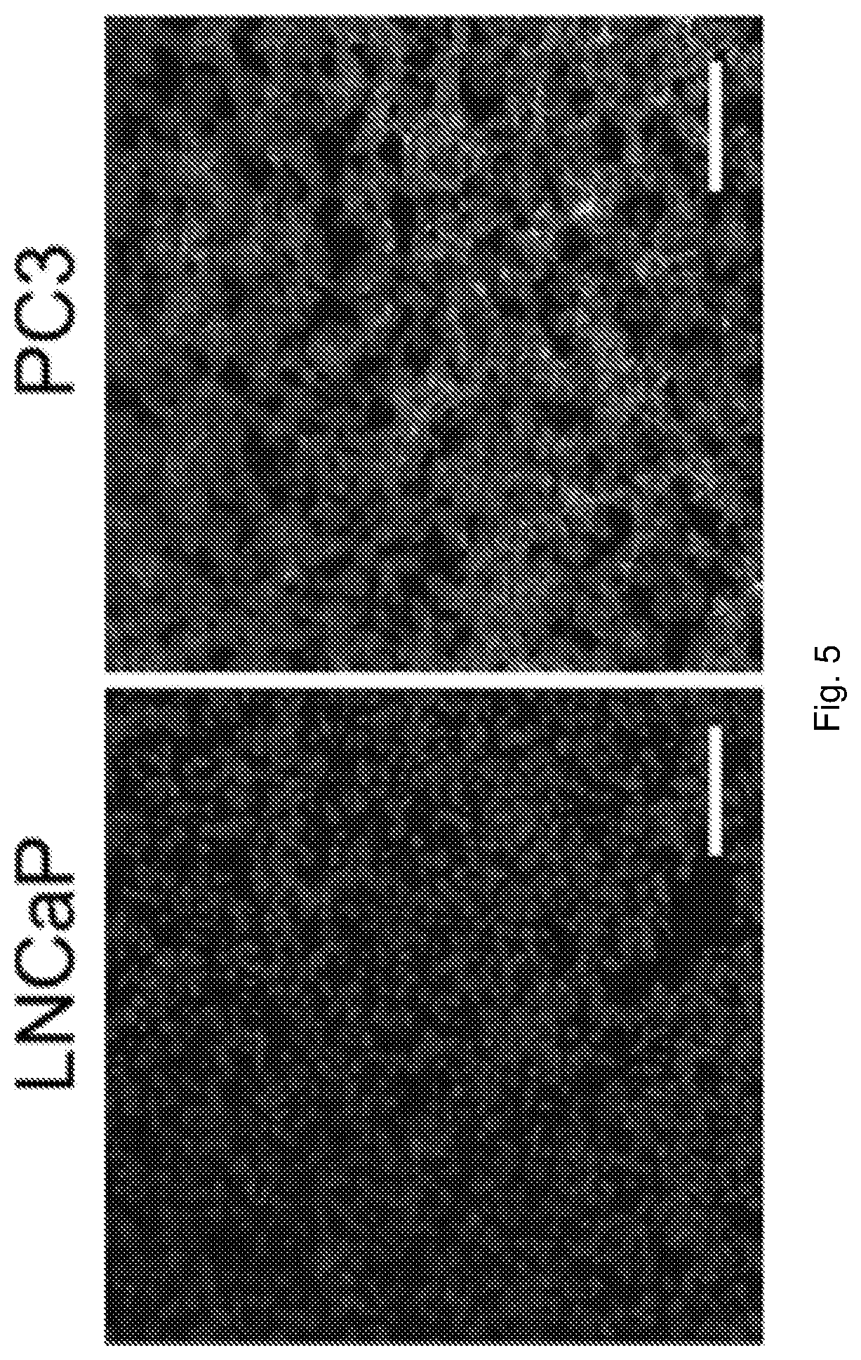 Patent US12576168 Figure 5 – Peptide PET/SPECT probes specific to oncoproteins in tumor extracellular matrix