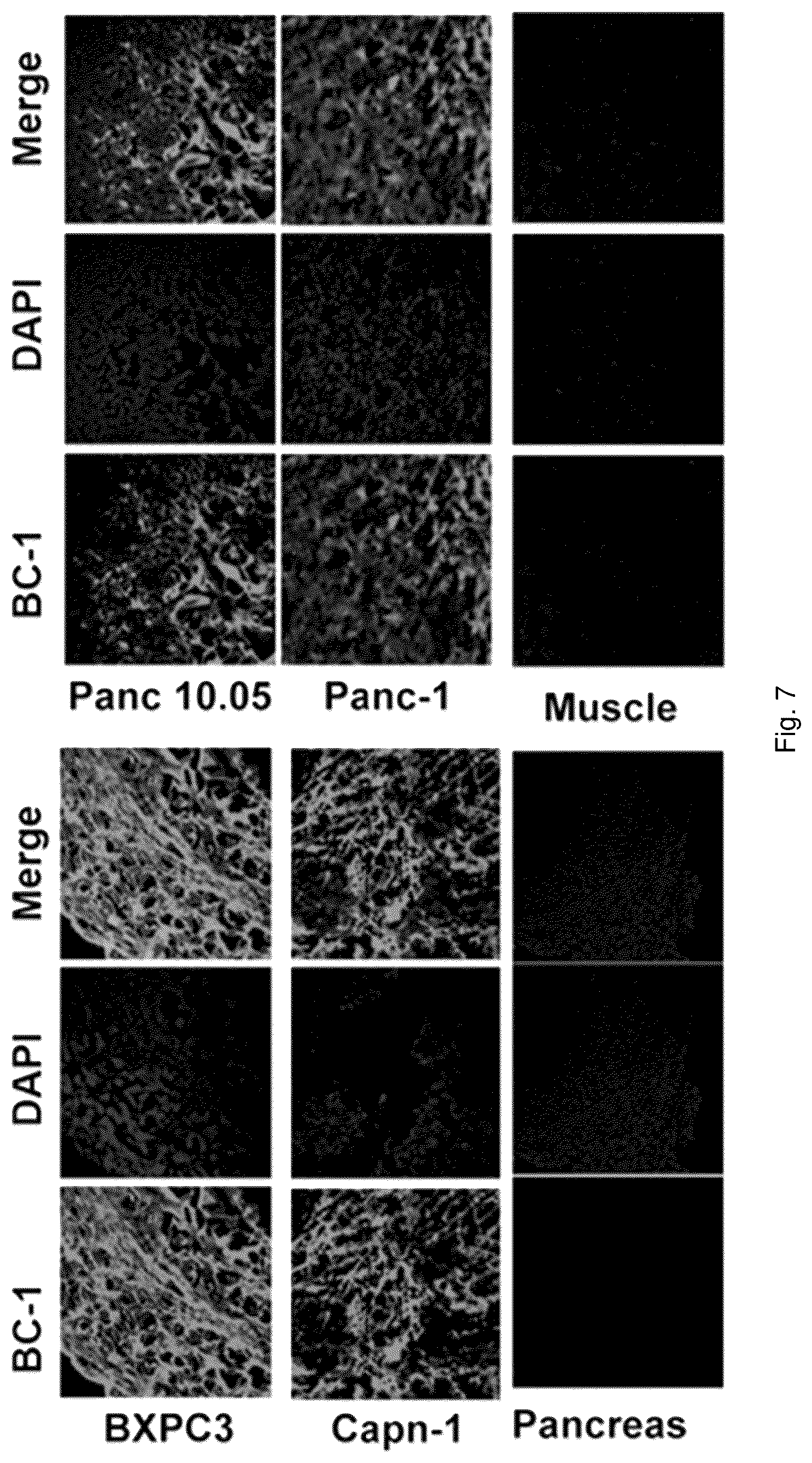 Patent US12576168 Figure 7 – Peptide PET/SPECT probes specific to oncoproteins in tumor extracellular matrix